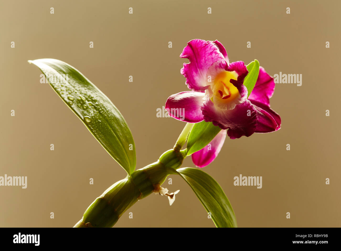 Eine Dendrobium Blume mit Blättern und einen einfachen Hintergrund Stockfoto