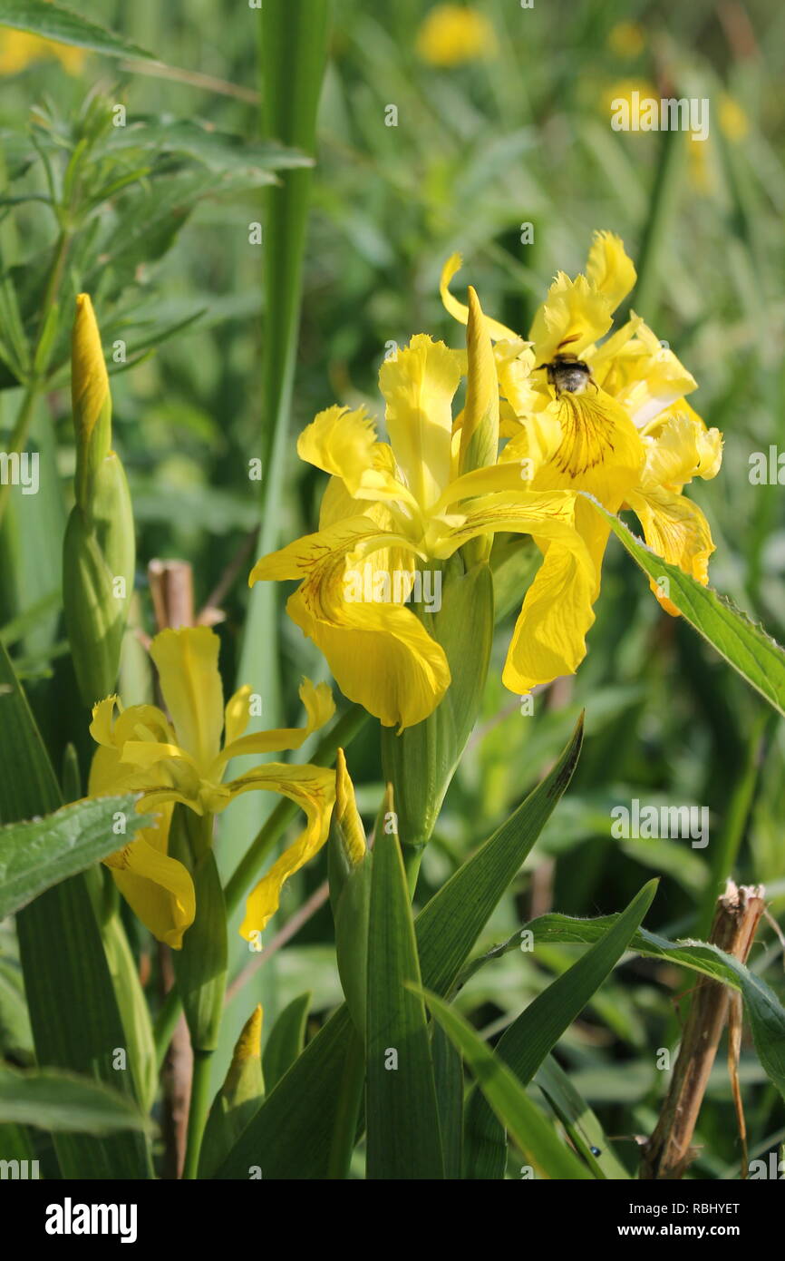 Gelbe Flagge oder Gelbe Iris, Iris pseudacorus Stockfoto