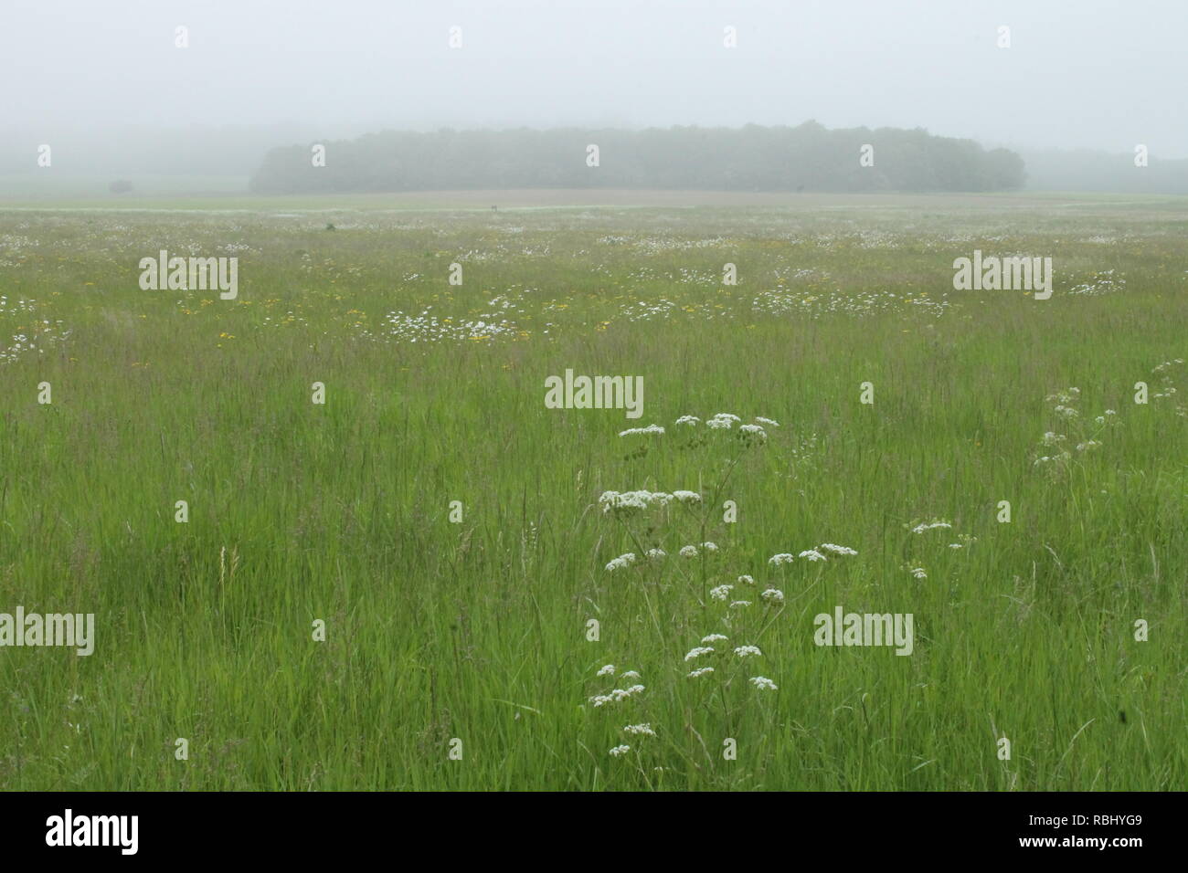 English parkland -Fotos und -Bildmaterial in hoher Auflösung – Alamy
