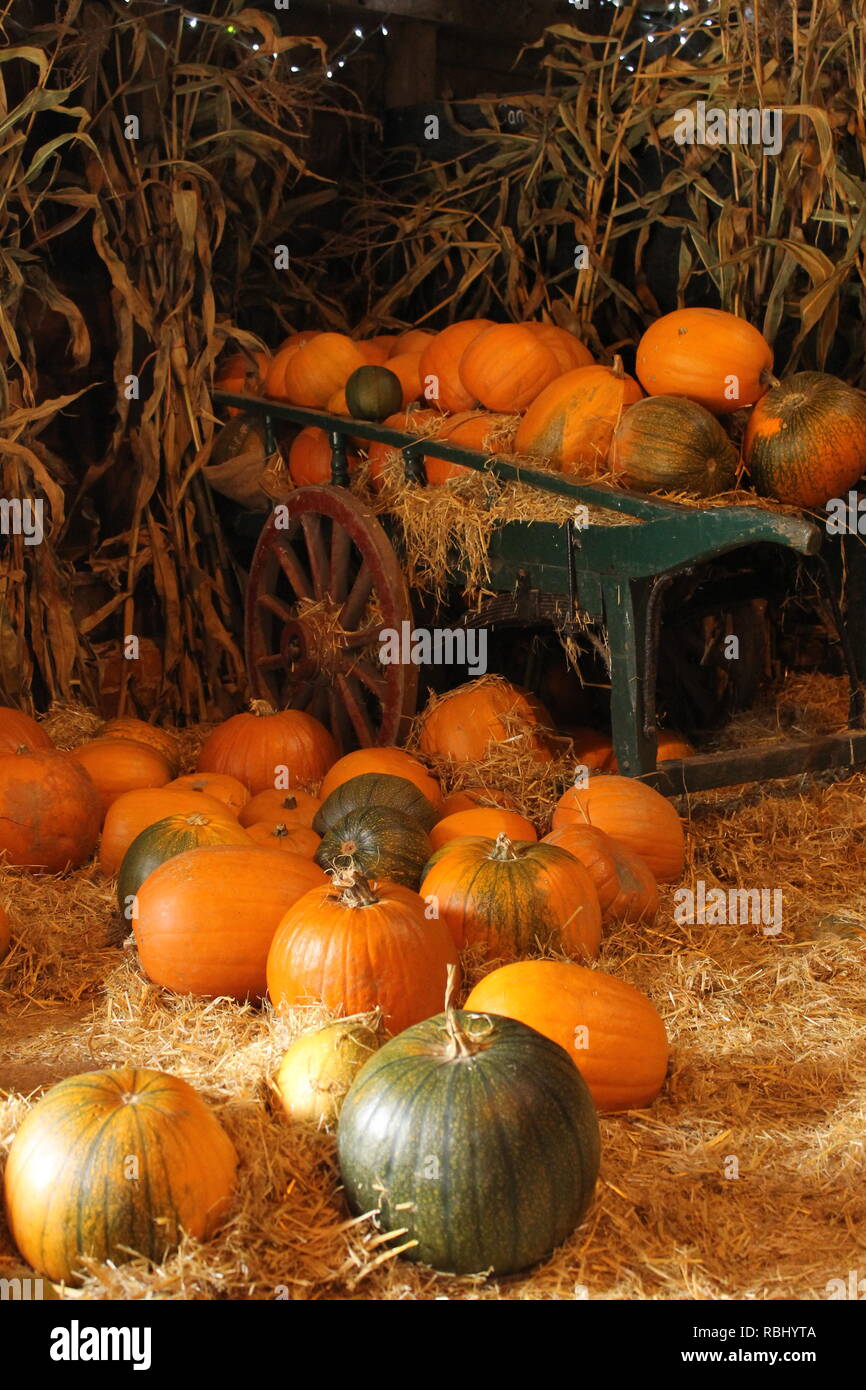 Halloween Kürbisse Stockfoto