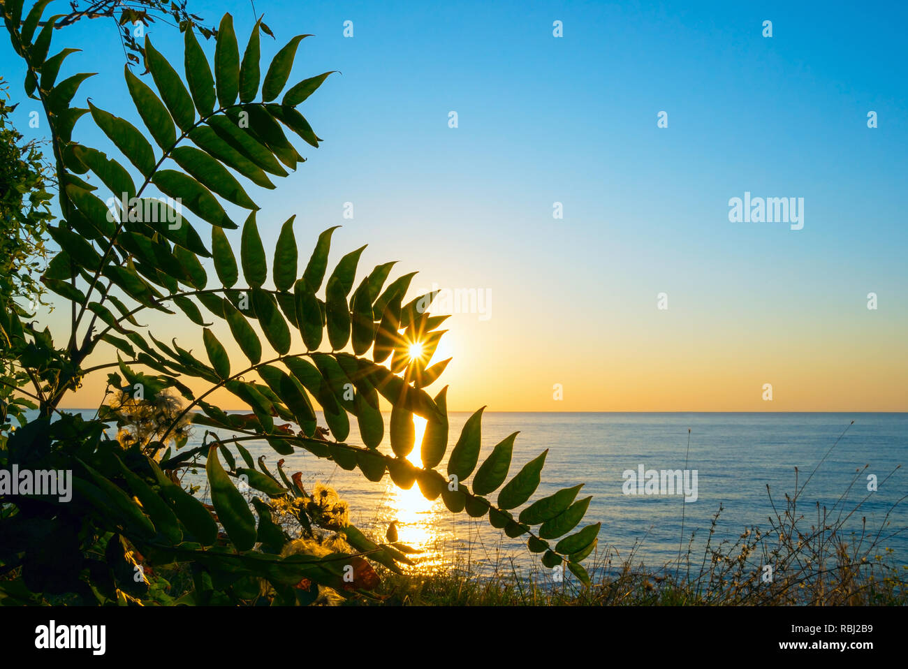 Sonnenaufgang über dem Schwarzen Meer durch die Blätter. Krim. Russland. Stockfoto