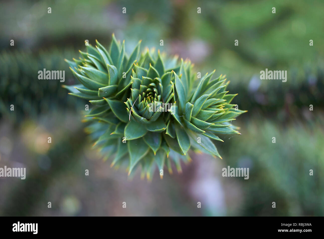 Araucaria araucana Nahaufnahme Stockfoto