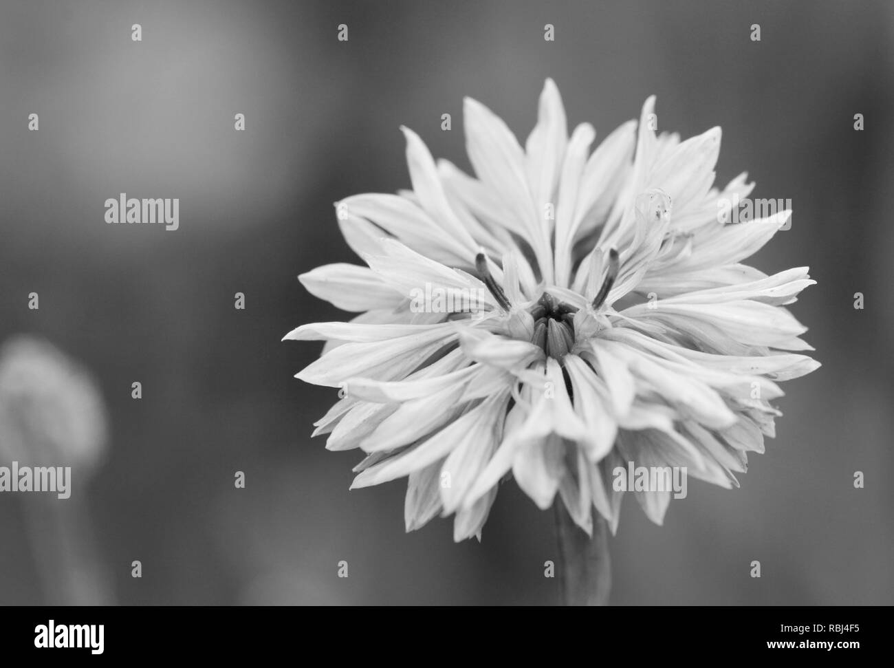 Makro einer Kornblume, auch als Bachelor- Taste - monochrom Verarbeitung bekannt Stockfoto