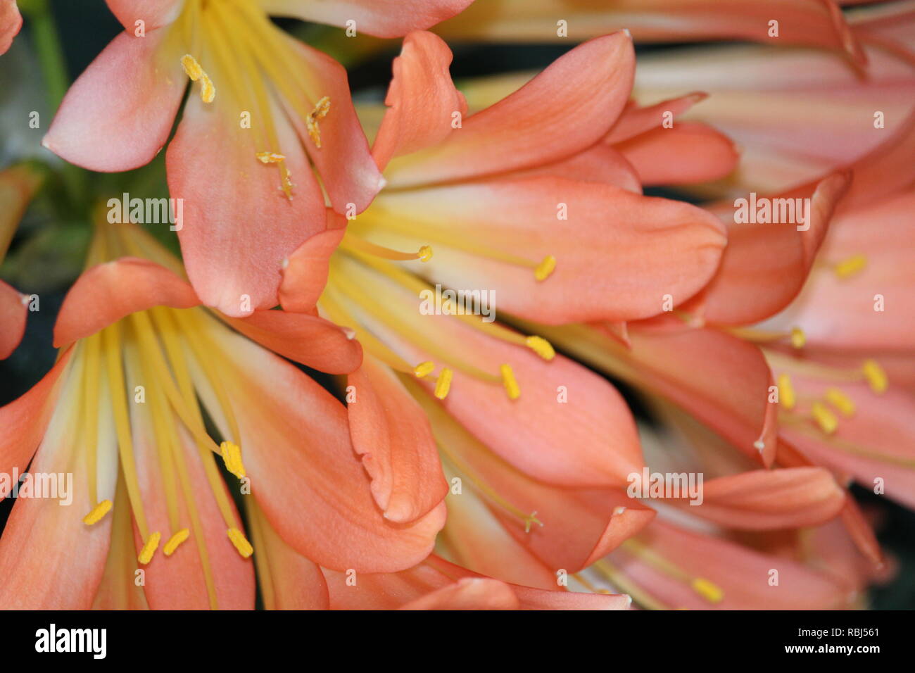 Orange Blume, Nahaufnahme Stockfoto