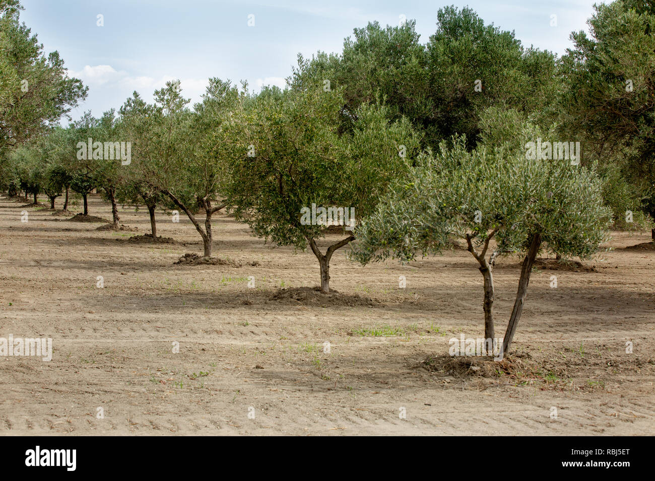 Oliven bume Plantage in der Region Kalabrien, Italien Stockfotografie -  Alamy