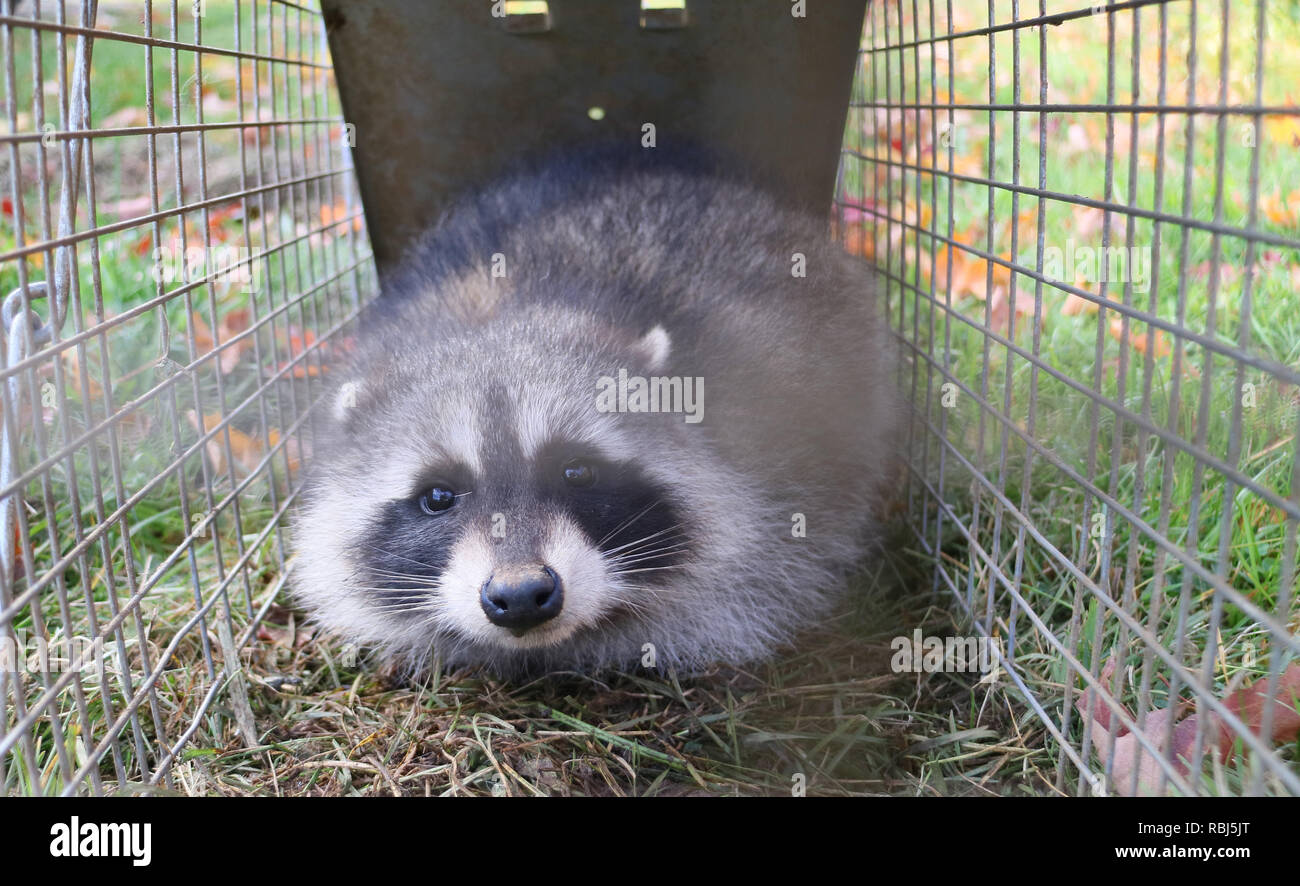 Ein waschbär im Käfig im Garten gefangen und bereit, wieder in die Freiheit entlassen Stockfoto