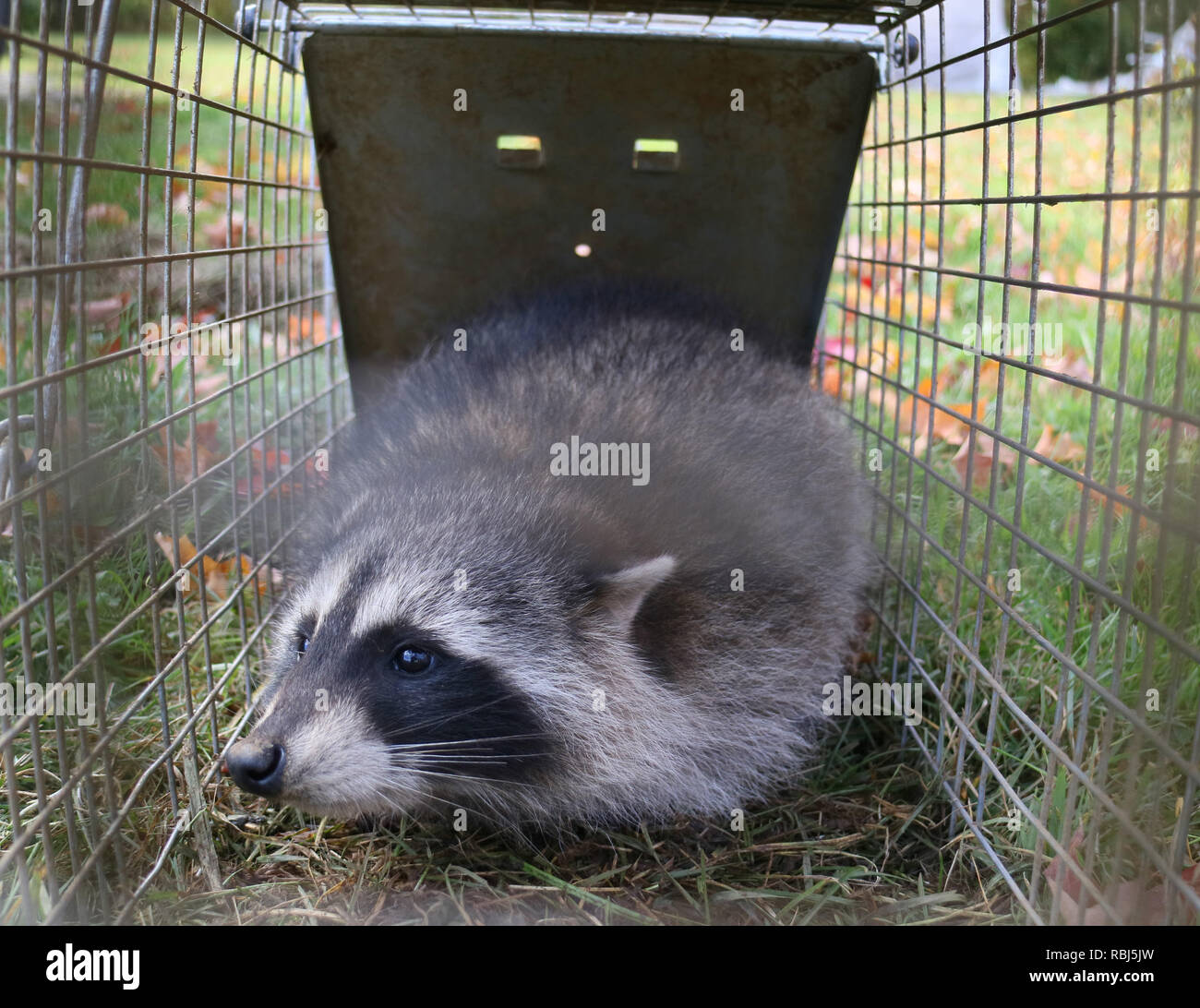 Ein waschbär im Käfig im Garten gefangen und bereit, wieder in die Freiheit entlassen Stockfoto