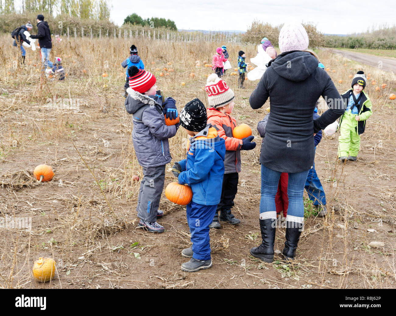 Schule Kinder Kommissionierung Ihrer Halloween Kürbisse aus einem Feld auf dem Bauernhof Besuch in Québec, Kanada Stockfoto
