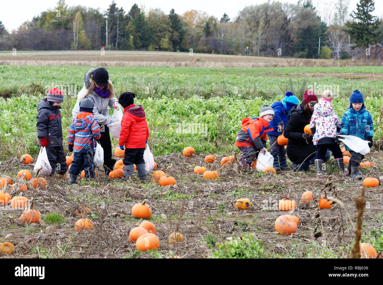 Schule Kinder Kommissionierung Ihrer Halloween Kürbisse aus einem Feld auf dem Bauernhof Besuch in Québec, Kanada Stockfoto