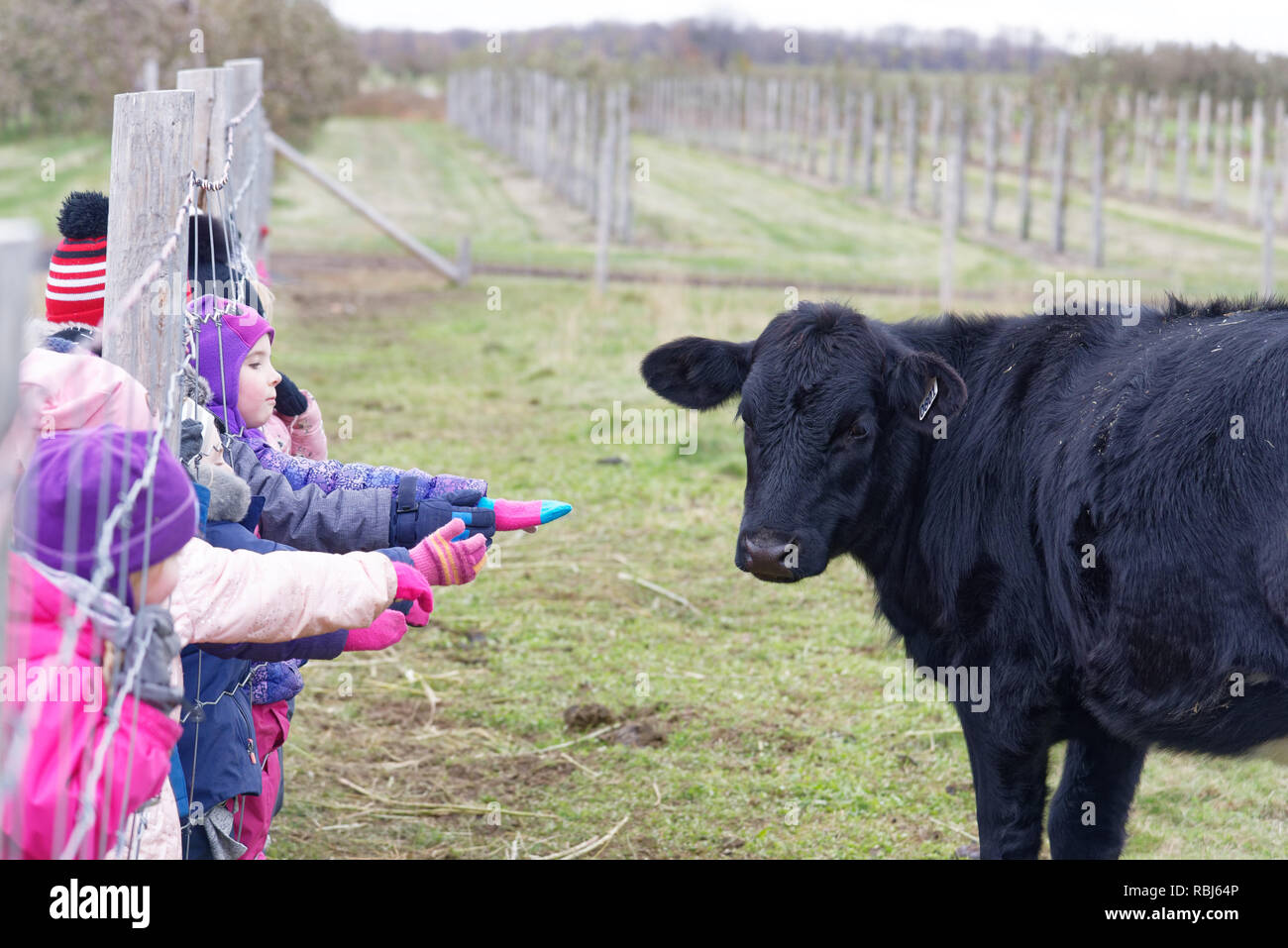 Kinder auf dem Bauernhof erreichen durch einen Zaun ein schwarzes Kalb zu berühren Stockfoto