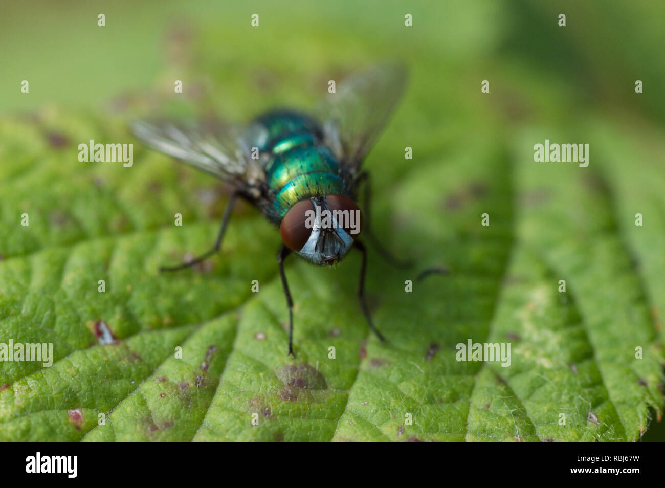 Eine Nahaufnahme Makro einer Garten fliegen auf einem grünen Blatt in einem Garten in Großbritannien Stockfoto