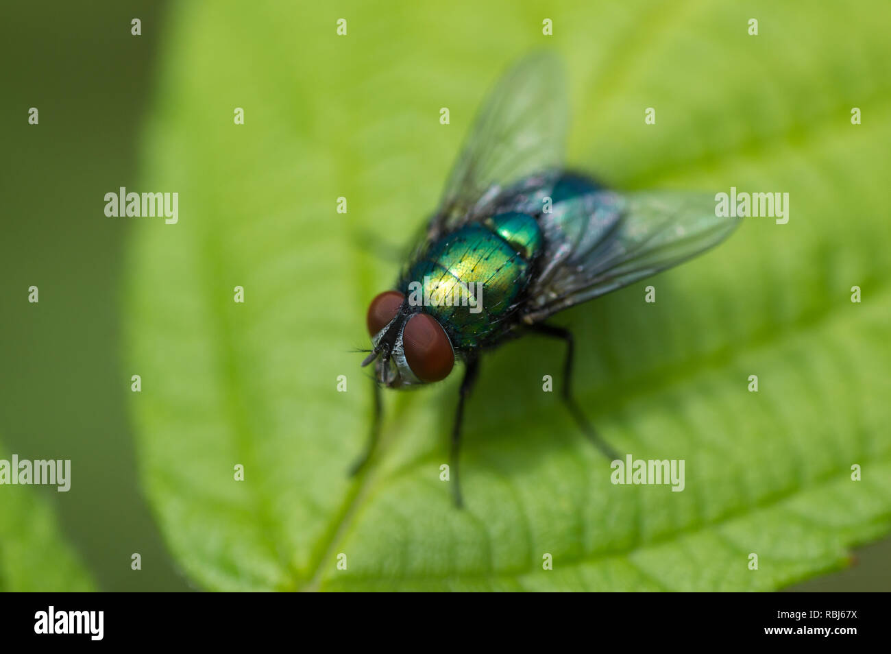 Ein Garten fliegen ruht auf einem Blatt, bis Makro schließen Stockfoto