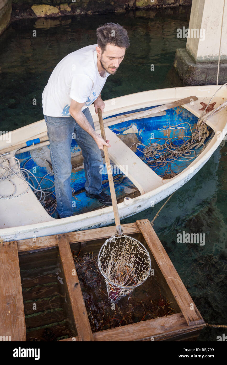 Ein restaurateur Angeln erwischt frische Langusten aus einer Box im Wasser Stockfoto