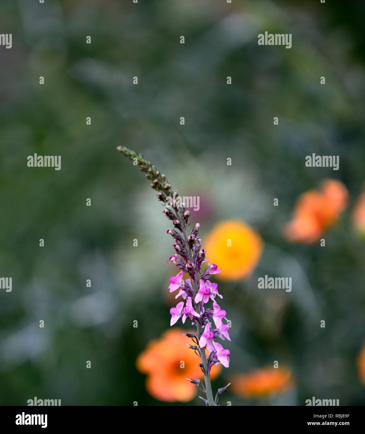 Linaria Rosa Küsse, aufrechte Staude, grau-grünen Blättern, schlanken Spitzen rosa Blumen, blühende Blumen, Stauden, RM Stockfoto