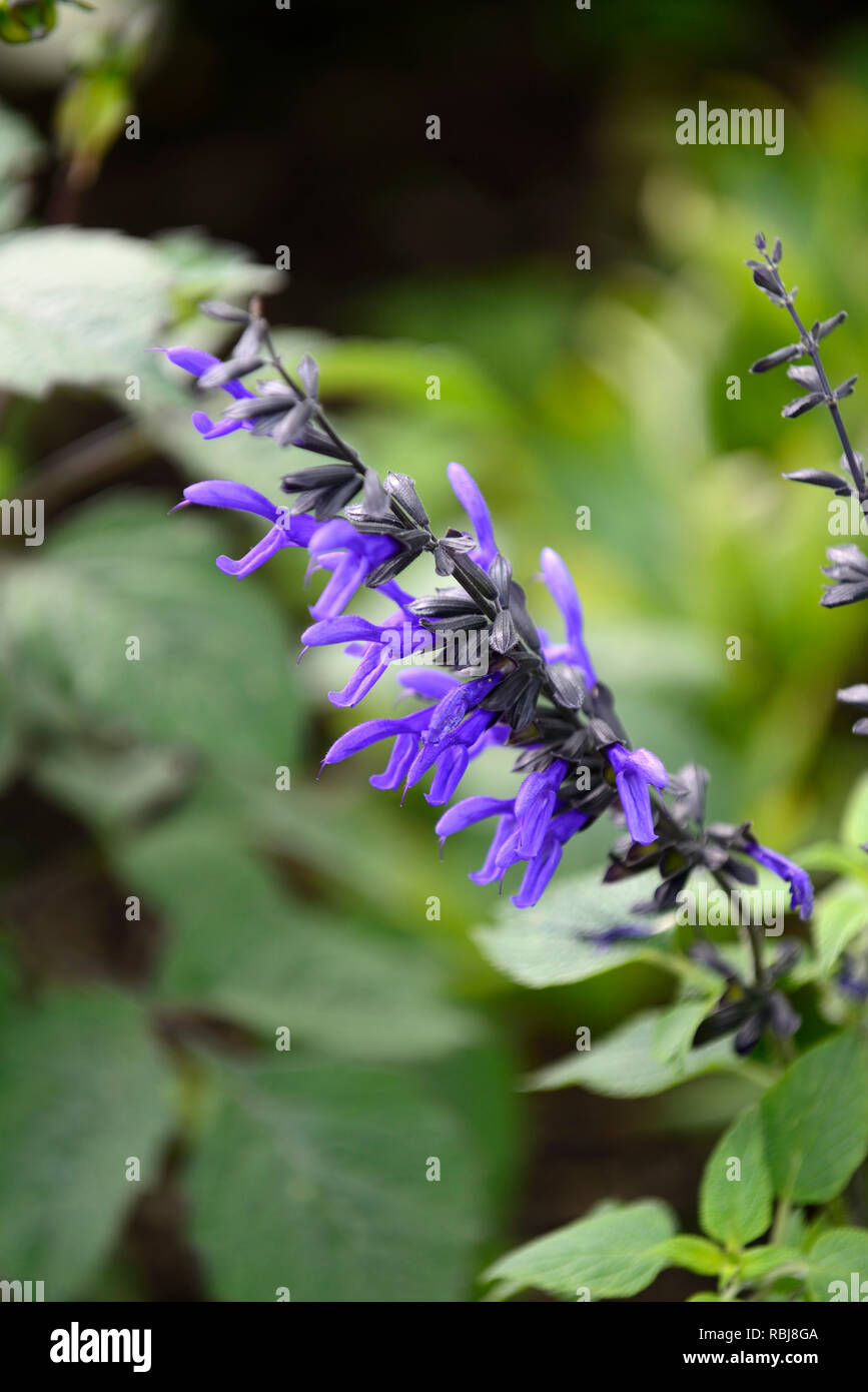 Salvia guaranitica Mitternacht, blaue Blumen, dunkle calyces, die Weisen, Salbei, salvias, duftende, RM Floral Stockfoto