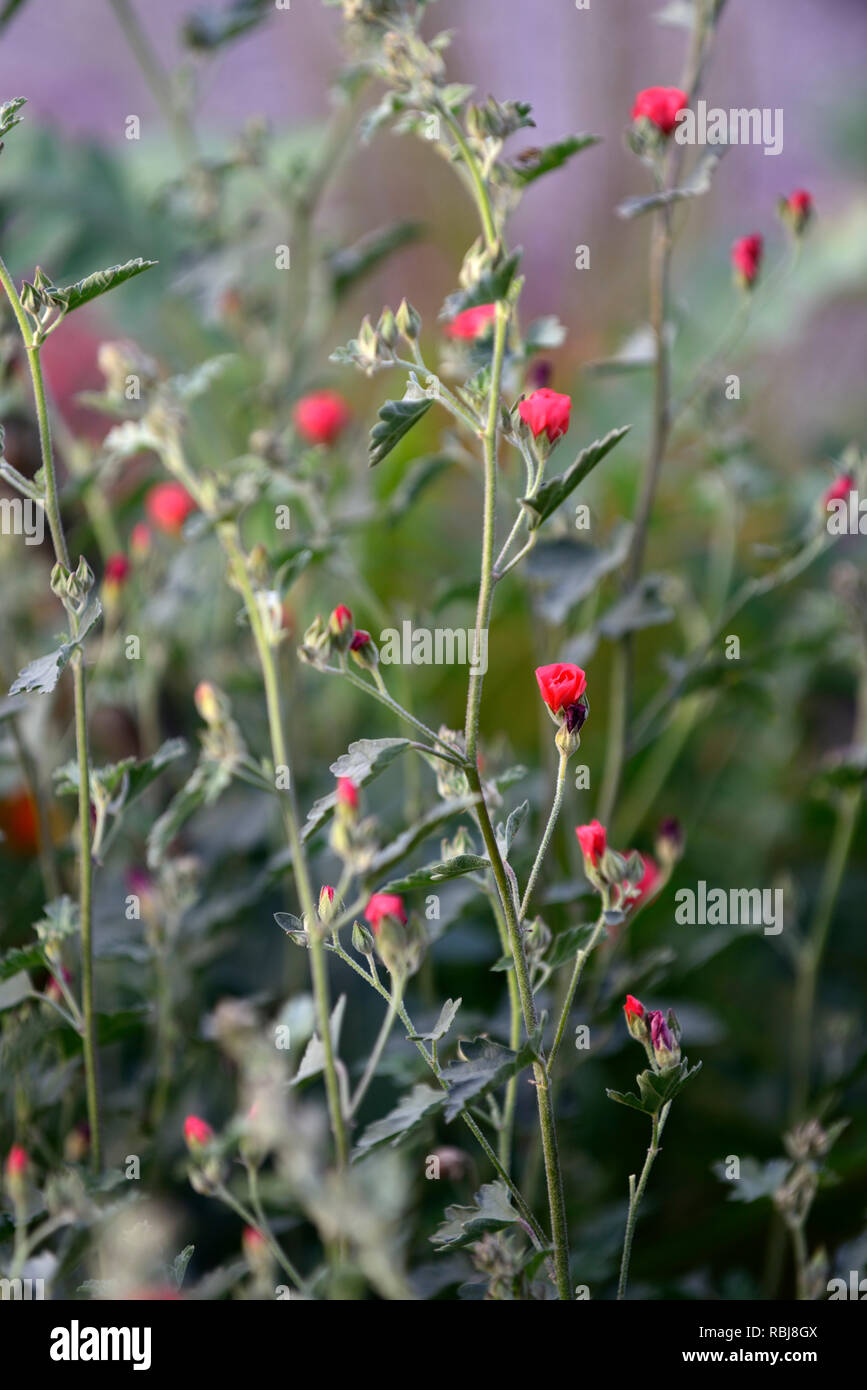 Sphaeralcea Newleaze Coral, Globus malve Newleaze Korallen, Korallen, Orange, Blumen, Blume, Malven, RM Floral Stockfoto