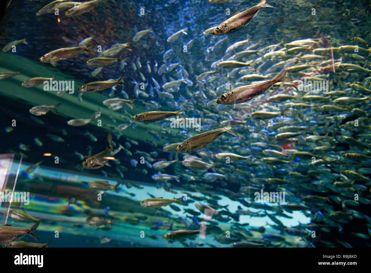 Alewives (Alosa pseudoharengus) in Ripley's Aquarium von Kanada, Toronto, Ontario Stockfoto