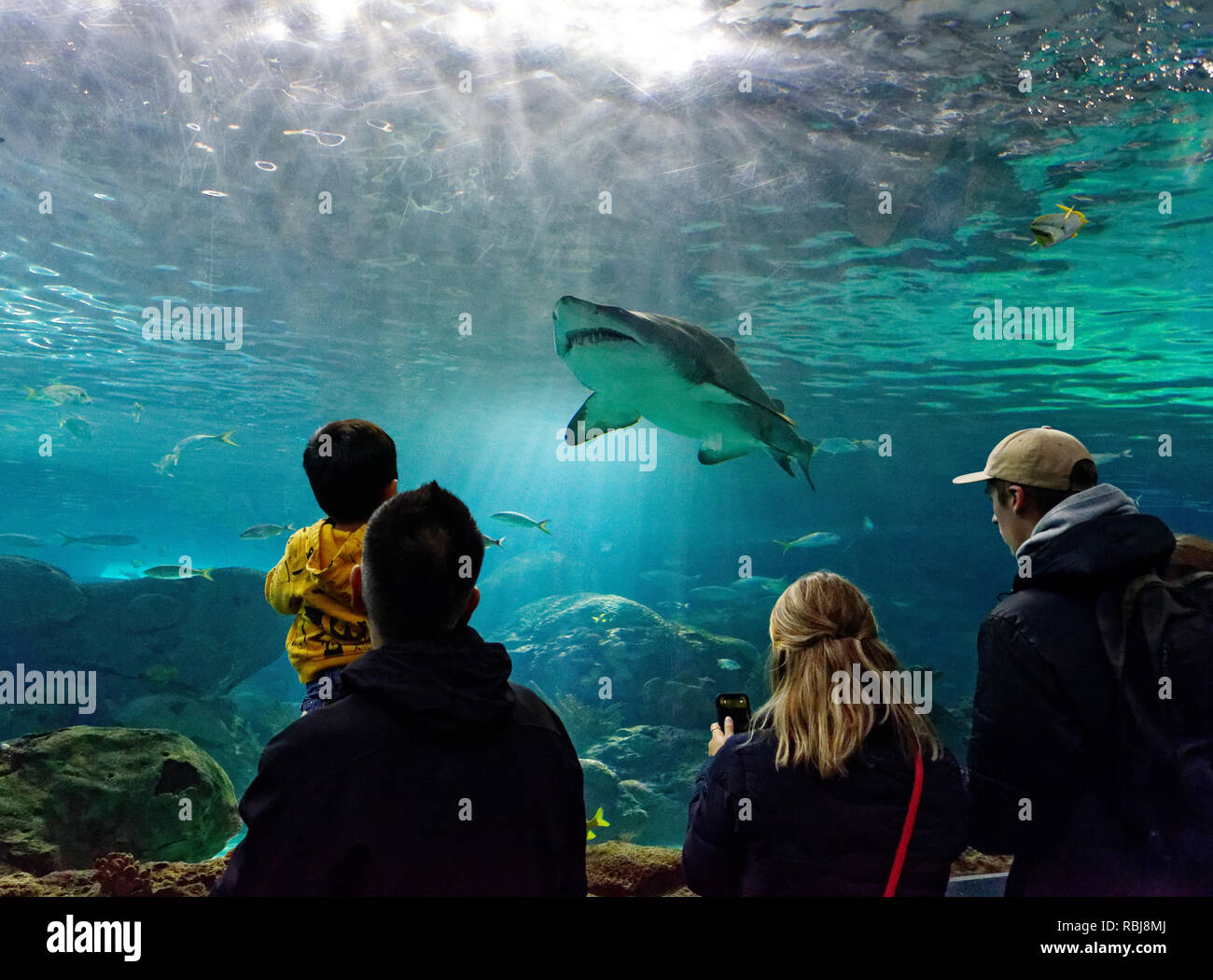 Ein Mann hält sein Sohn, bis der Sand Tiger Shark in Ripley's Aquarium von Kanada, Toronto, Ontario zu sehen Stockfoto