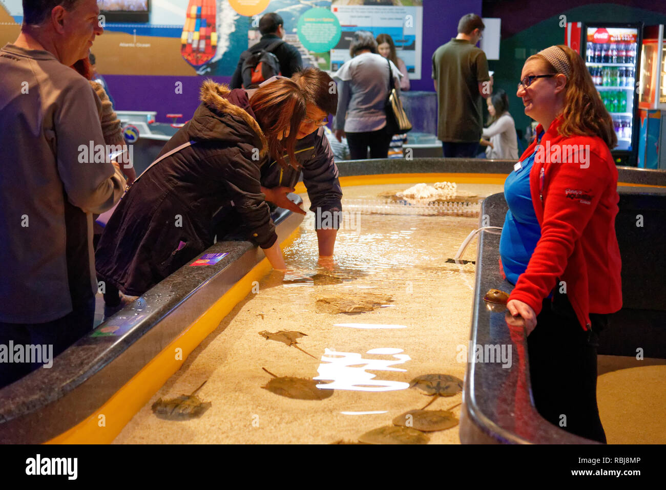 Zwei Frauen mit ihren Händen in den Pool berühren die Strahlen in Ripley's Aquarium von Kanada, Toronto, Ontario Stockfoto
