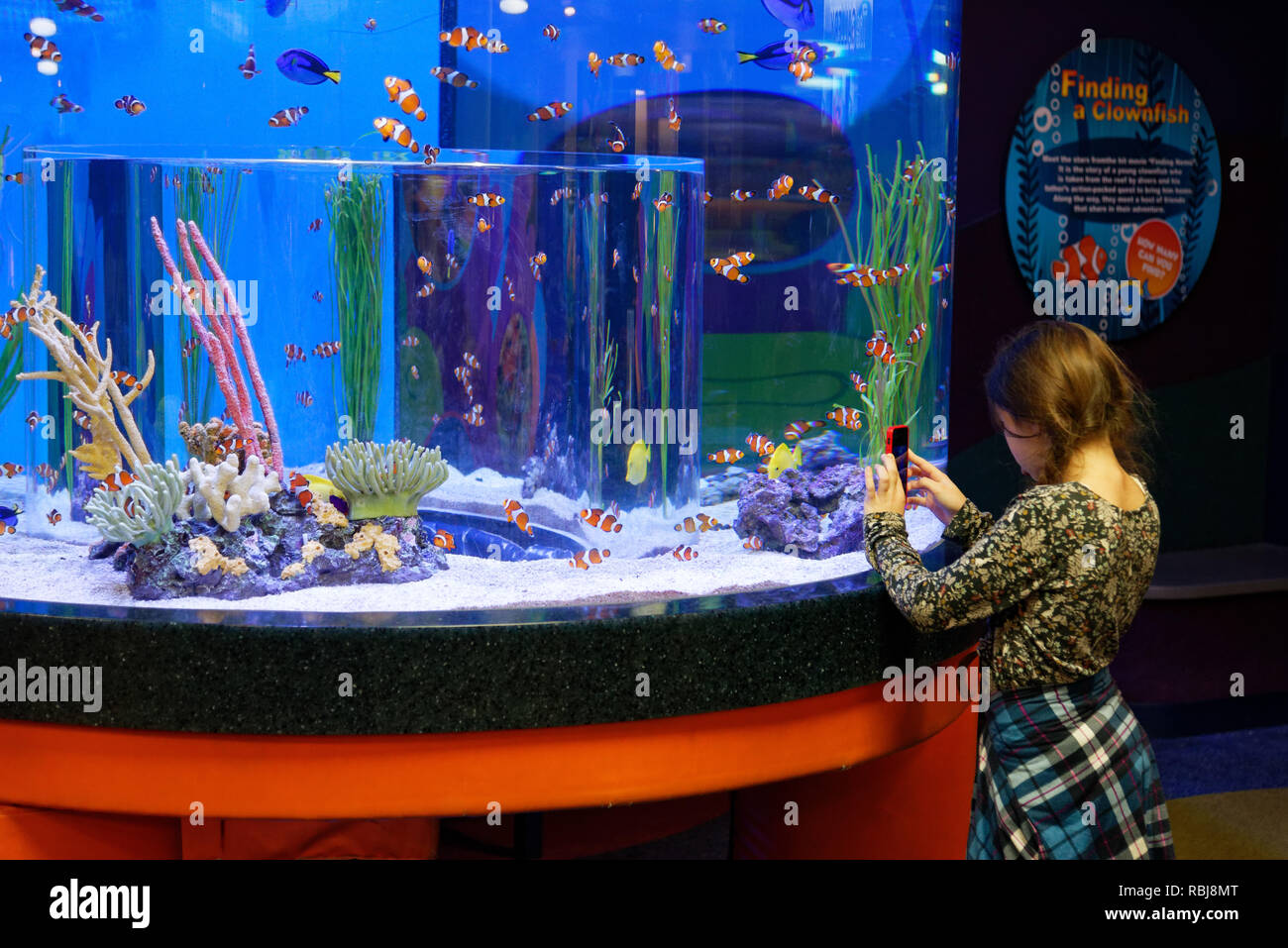 Ein junges Mädchen (8 Jahre alt) Fotos von clownfisch mit einem Handy in Ripley's Aquarium von Kanada, Toronto, Ontario Stockfoto