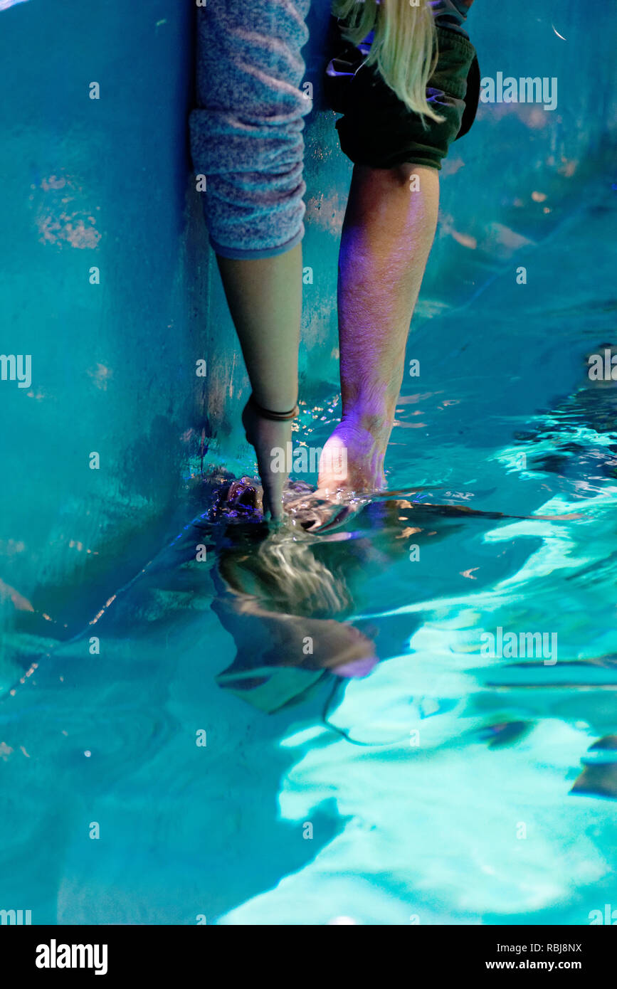 Menschen lehnte sich die Strahlen in Ripley's Aquarium von Kanada, Toronto, Ontario zu berühren Stockfoto