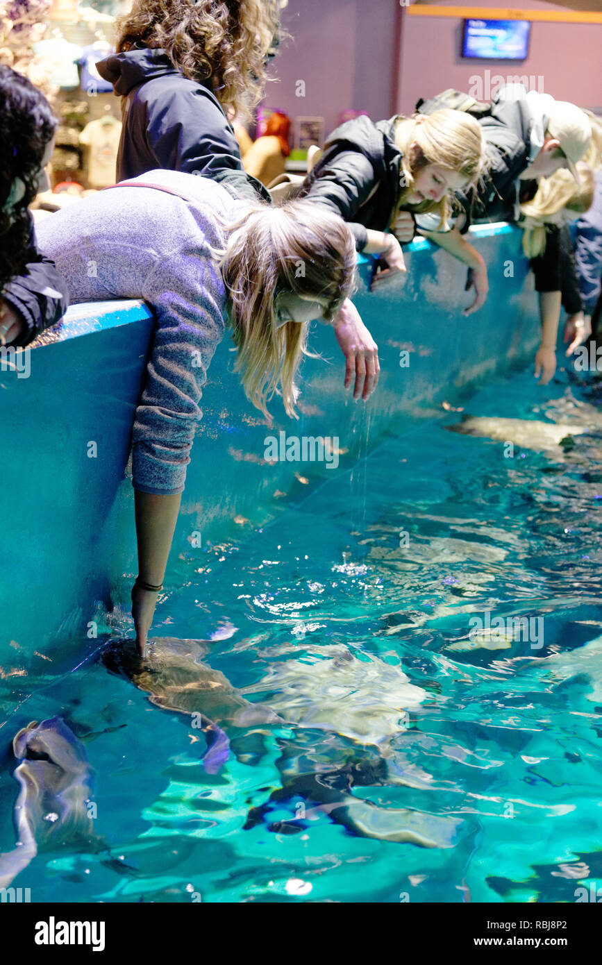 Menschen lehnte sich die Strahlen in Ripley's Aquarium von Kanada, Toronto, Ontario zu berühren Stockfoto
