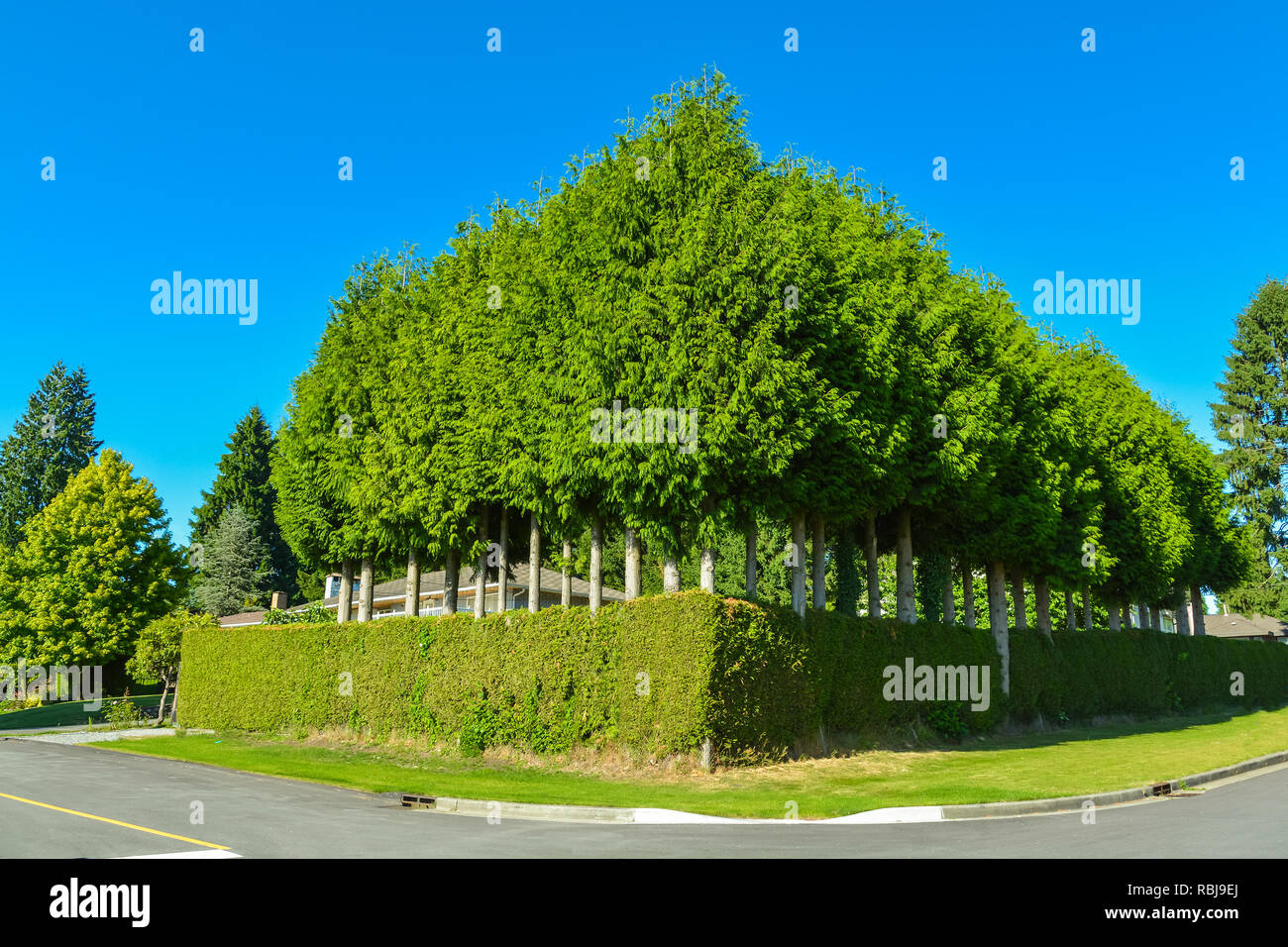 Grüner Fotos und Bildmaterial in hoher Auflösung Alamy