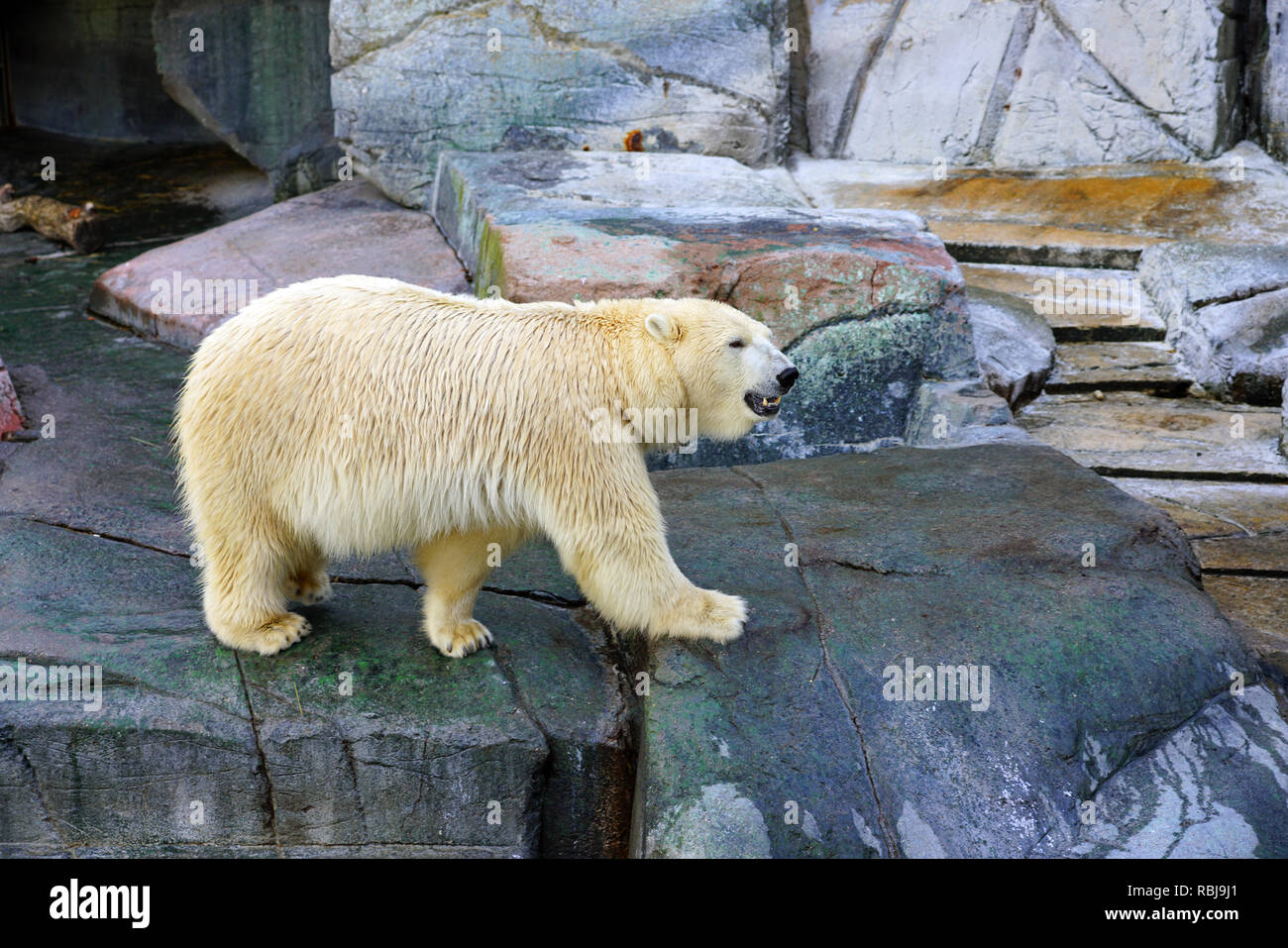 Blick auf einen weißen Eisbären im Zoo Kopenhagen Stockfoto