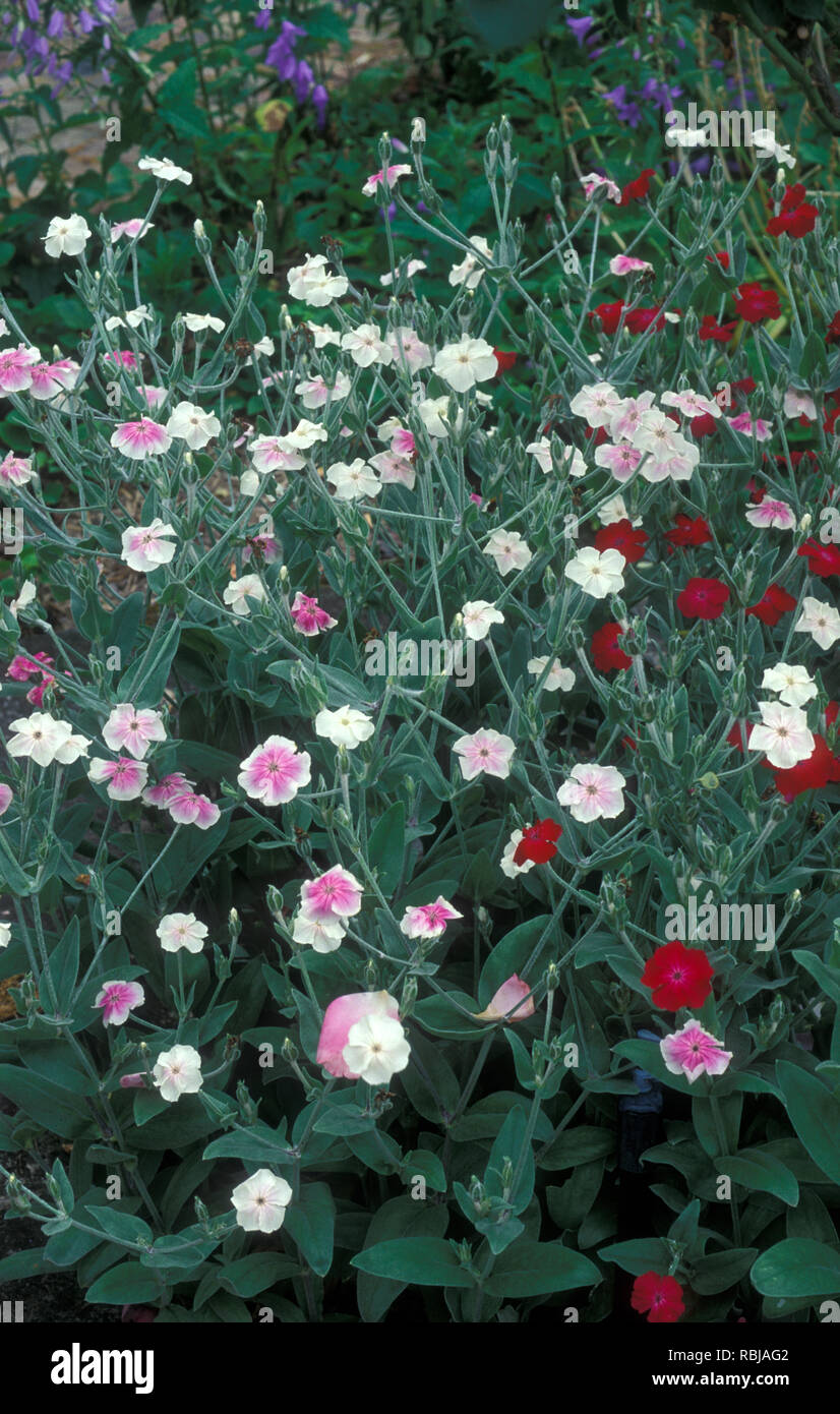 VERSCHIEDENE FARBFORMEN DER ROSE CAMPION (LYCHNIS CORONARIA (SYN SILENE CORONARIA). Stockfoto