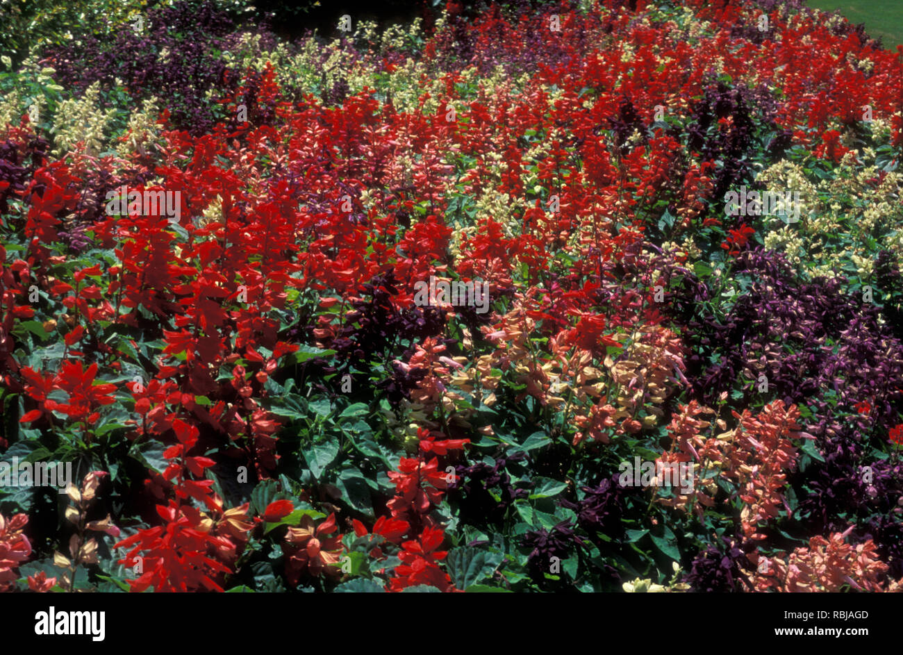 Garten BETT MIT VERSCHIEDENEN FARBIGEN SALVIA SPLENDENS Stockfoto