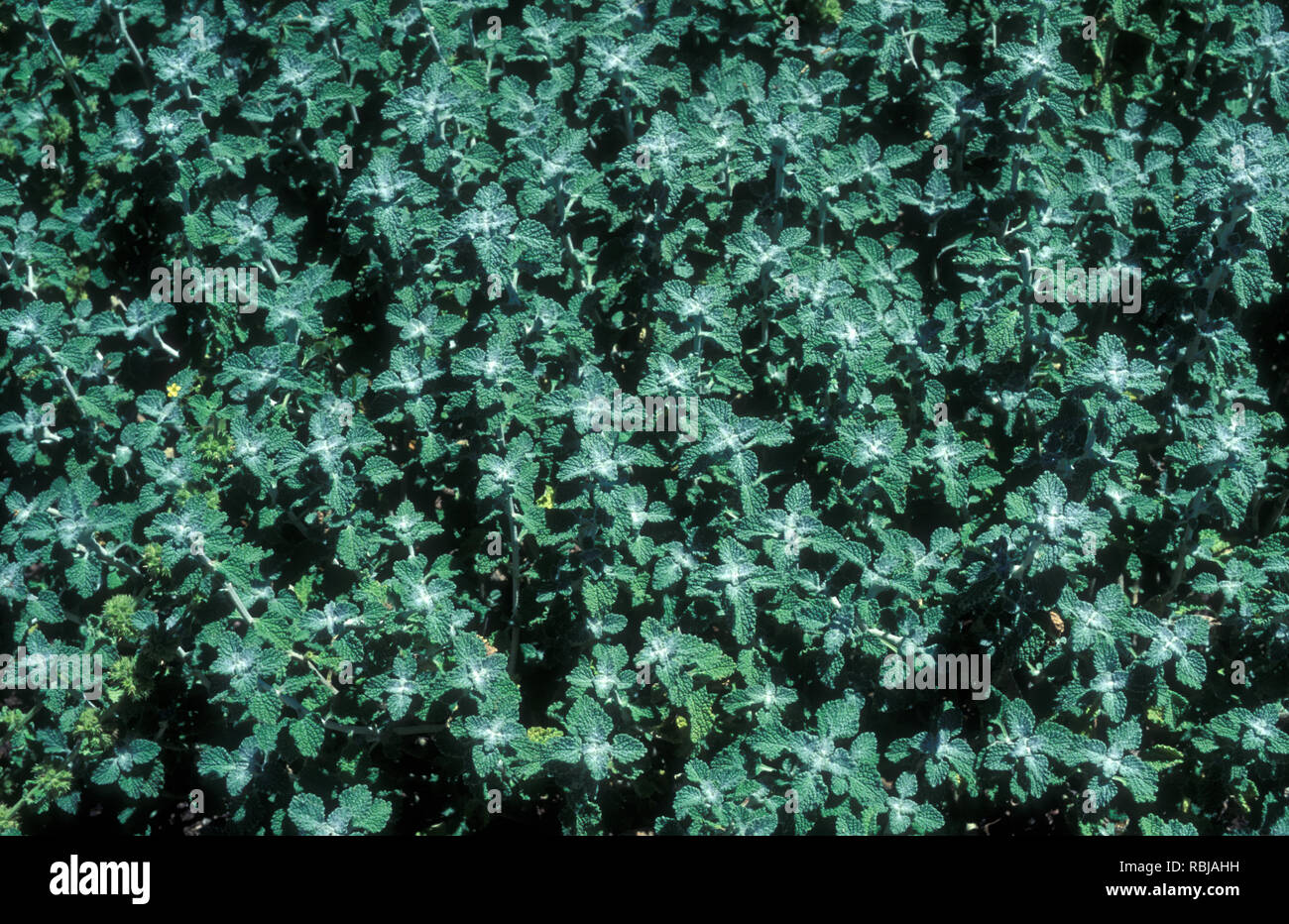 WHITE HOREHOUND ODER GEMEINSAMEN HOREHOUND (MARRUBIUM VULGARE) ist eine blühende Pflanze IN DEN MINT-Familie. Stockfoto