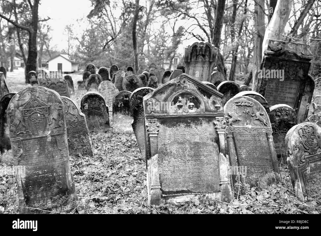 Der alte jüdische Friedhof, matzevah, Grabsteine im Winter. Piotrkow Trybunalski - Stadt des ersten jüdischen Ghettos von Nazi-Deutsche in Polen gegründet. Stockfoto