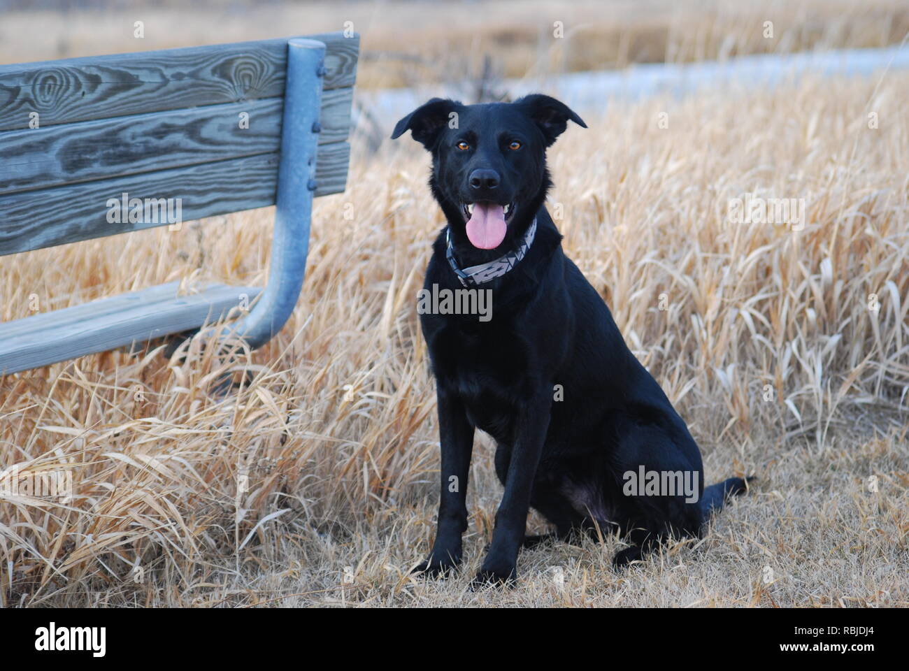 Schwarze Labrador/Schäferhund mix Stockfotografie - Alamy