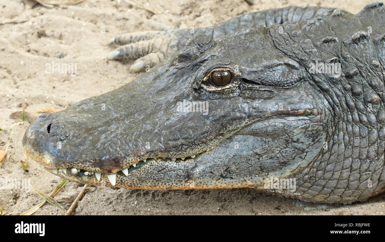 Eine lange Porträt einer Alligator. Stockfoto