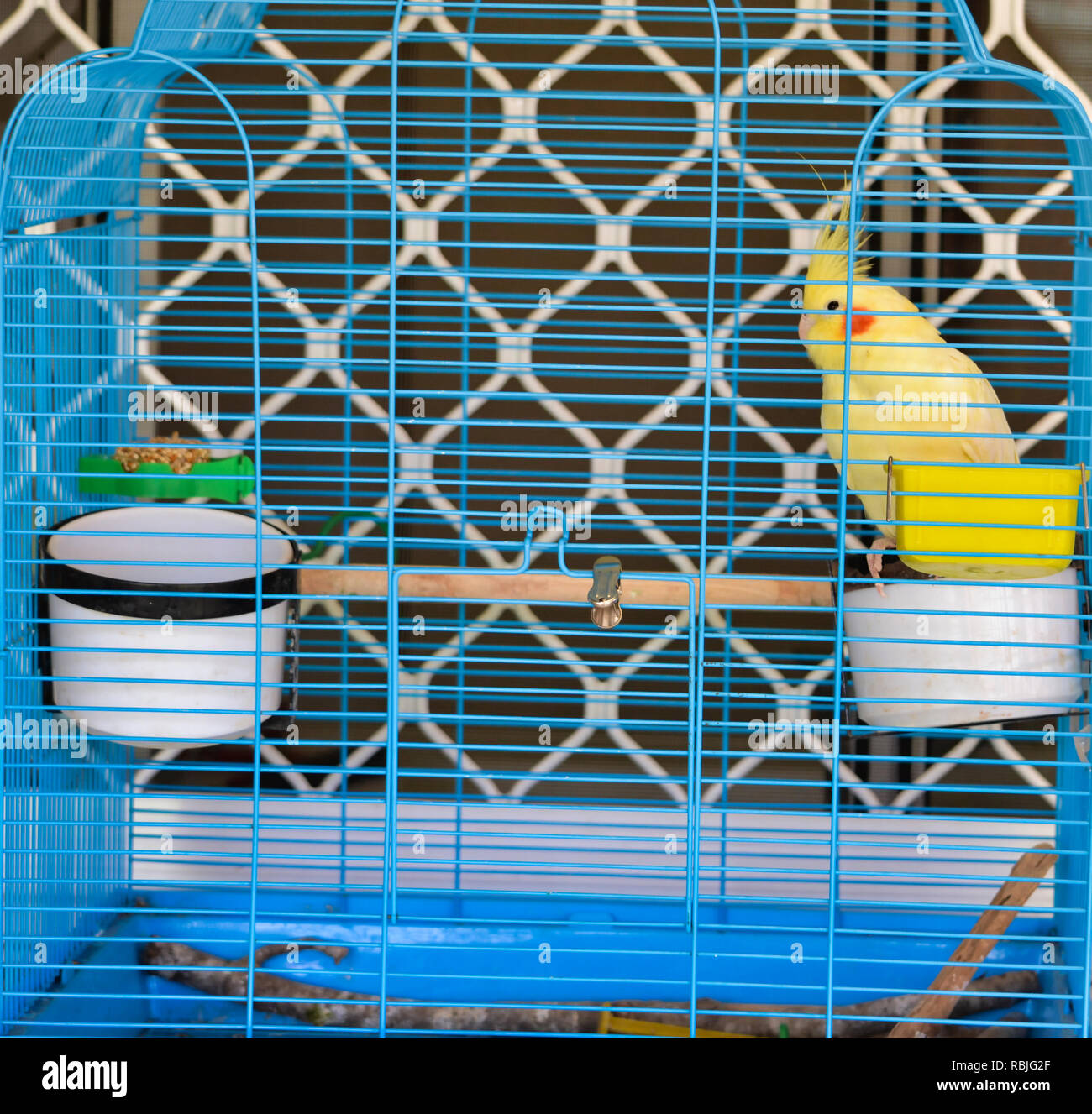 Nymphensittich in Vogelkäfig Stockfoto