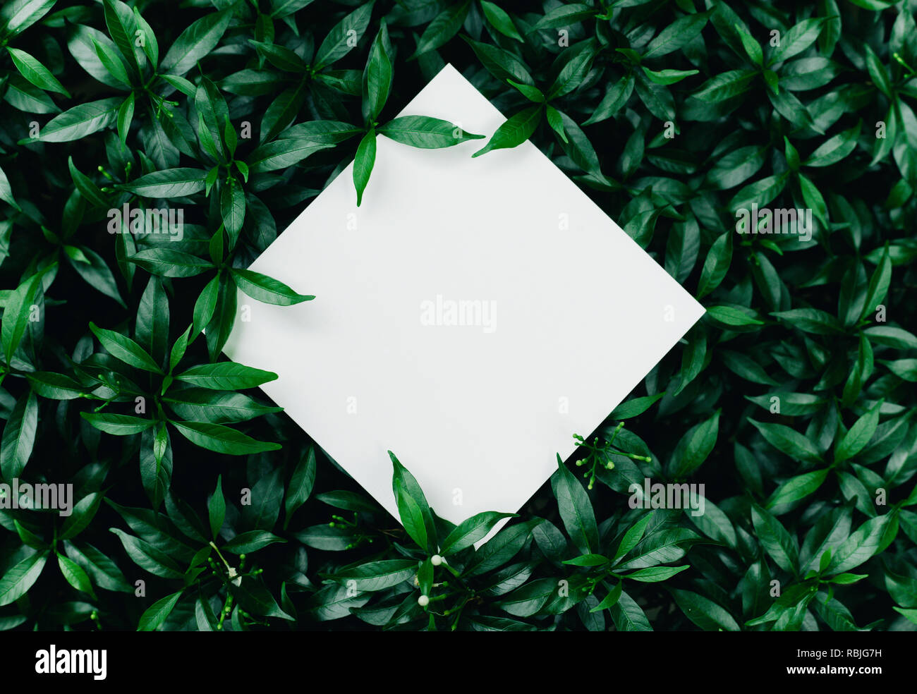 Schöne Blätter mit weißer Kopie Raum Hintergrund im Garten. Natur Konzepte Design. Zur Präsentation oder Key Visual Ideen Stockfoto