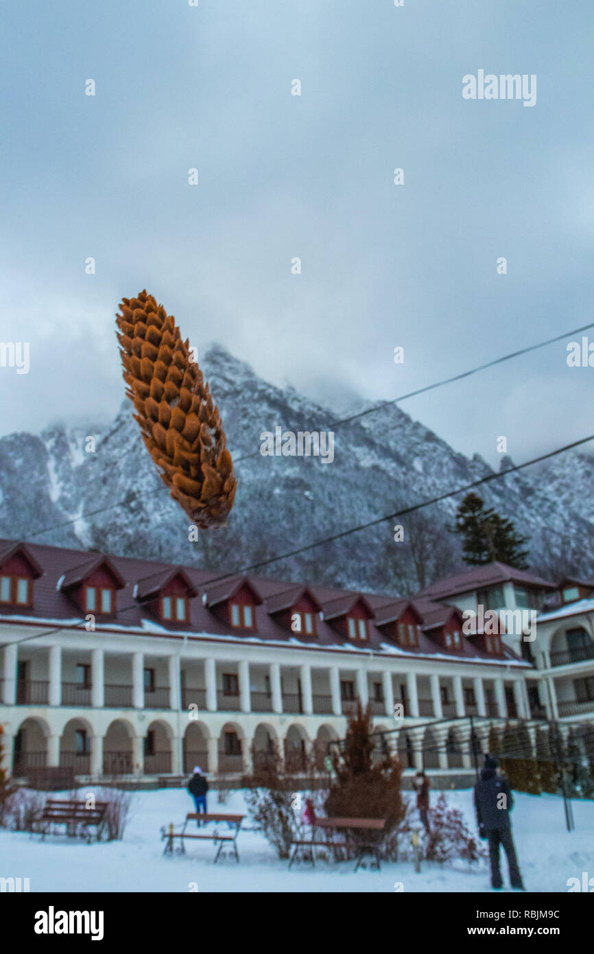 Pinecone in der Luft, die Berge im Hintergrund. Stockfoto