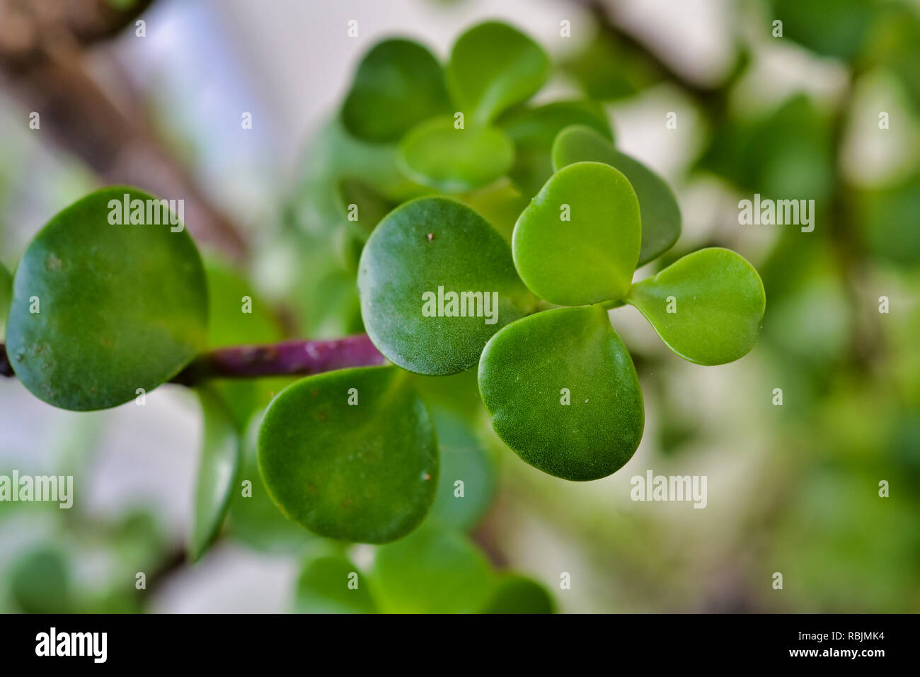 Zwerg jade Anlage Stockfoto