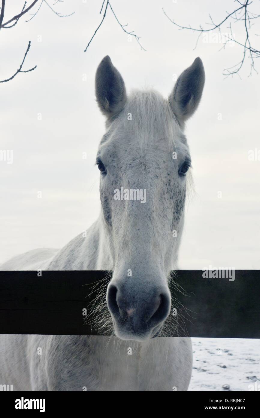 Gefrorene Princess Stockfoto