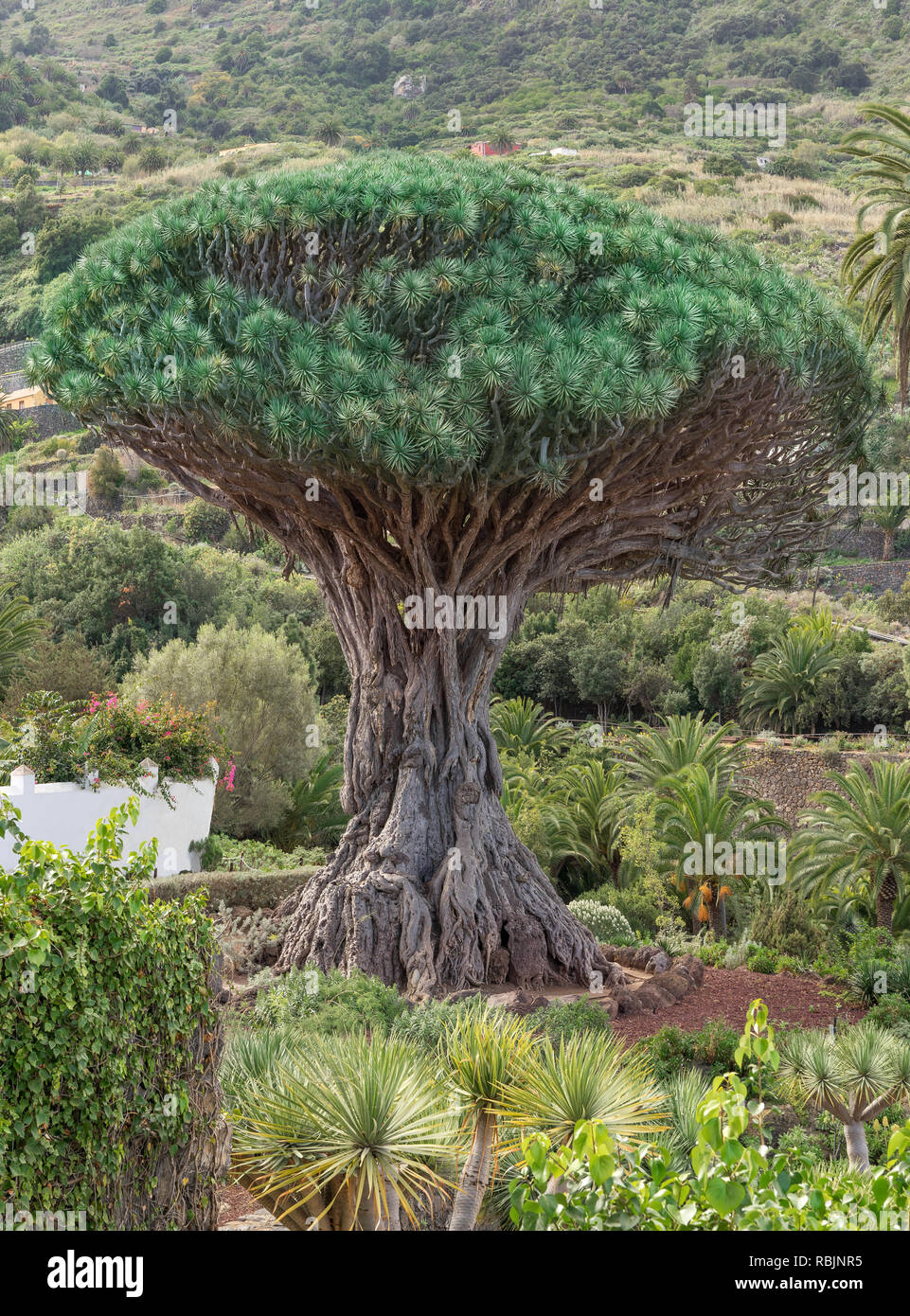 Teneriffa - Drachenbaum in Icod de los Vinos Stockfoto