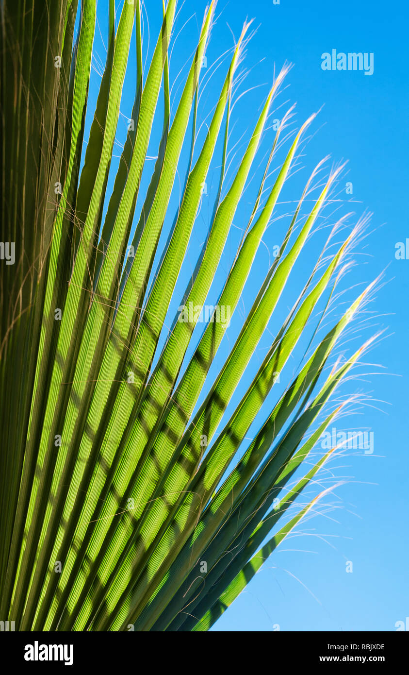Palmenblättern und blauer Himmel, vertikale tropischen Natur Hintergrund Foto Stockfoto