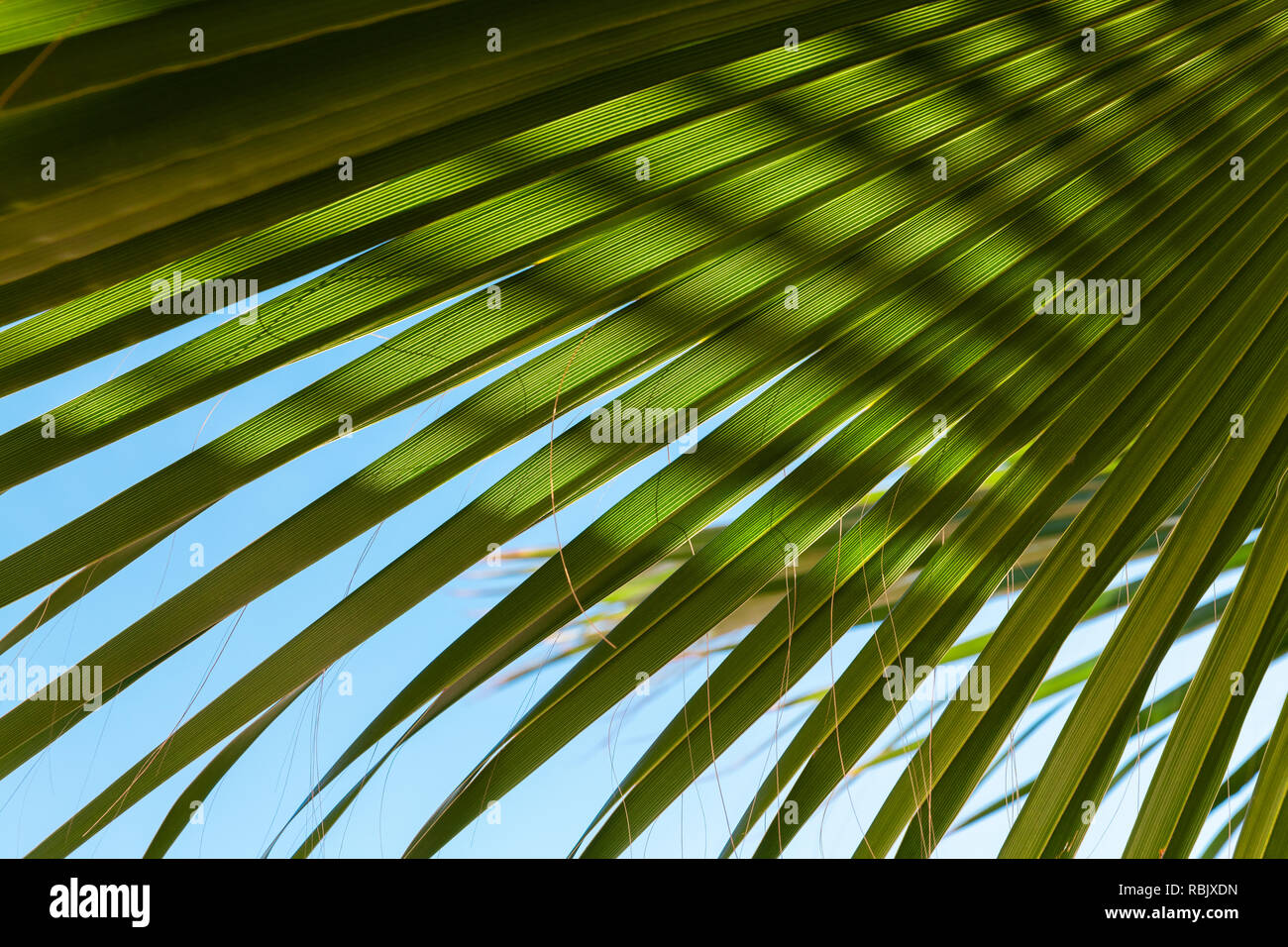 Palmenblättern unter blauem Himmel, tropische Natur Hintergrund Foto Stockfoto