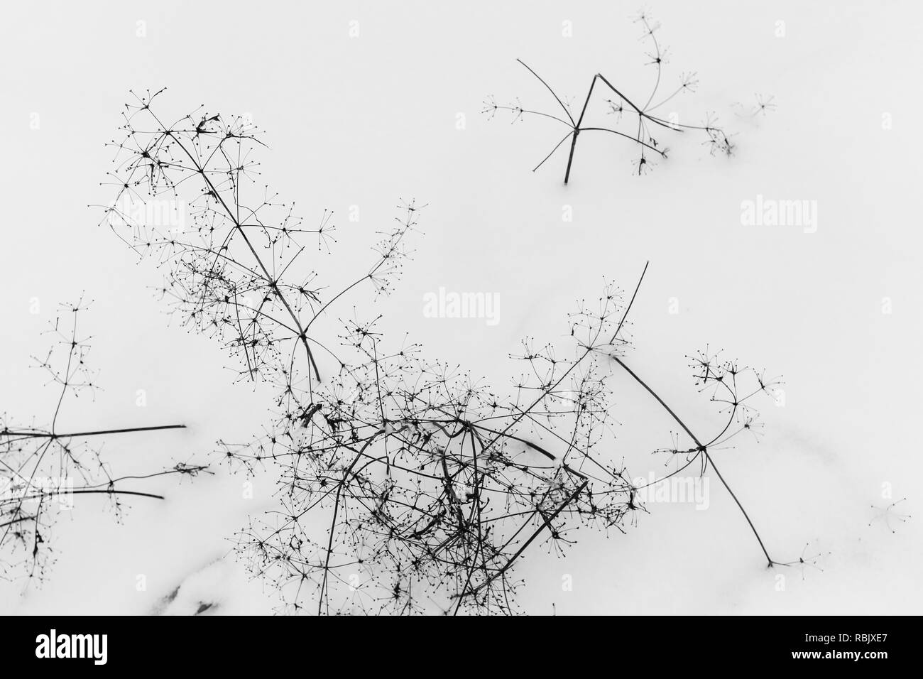 Trockene Blumen kauerte mit Schnee, Winter natürliche Foto Hintergrund Stockfoto