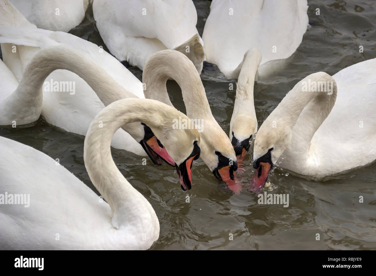 Zemun, Serbien - Close-up Swans (Cygnus Cygnus) der Donau Stockfoto