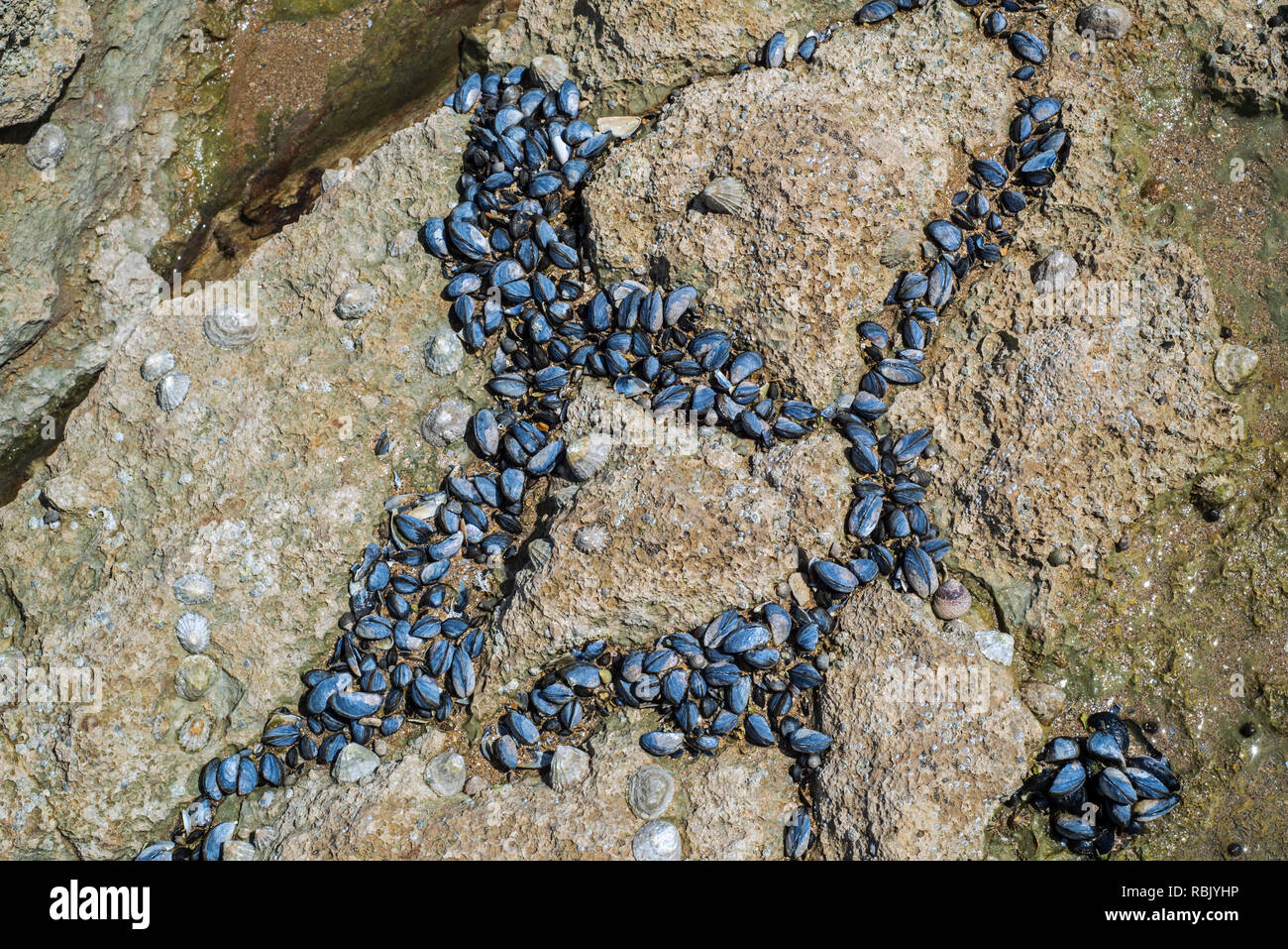 Live Miesmuscheln/gemeinsame Miesmuscheln (Mytilus edulis) mussel Bett und gemeinsamen Kletten (Patella Vulgata) auf Felsen am Strand bei Ebbe ausgesetzt Stockfoto