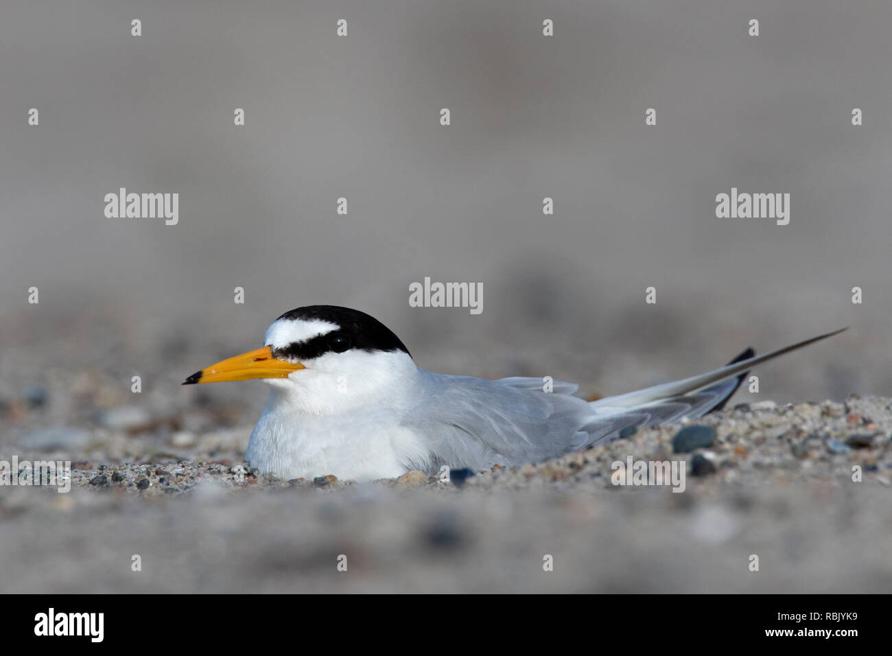 Zwergseeschwalbe (Sterna albifrons albifrons/Sternula) Zucht, bebrüten die Eier im Nest am Strand im späten Frühjahr/Sommer Stockfoto