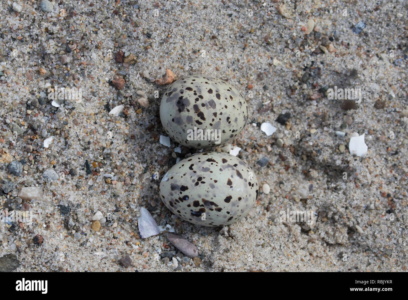 Zwergseeschwalbe (Sterna albifrons albifrons/Sternula) zwei Eier im Nest auf dem Sand am Strand im späten Frühjahr/Sommer Stockfoto