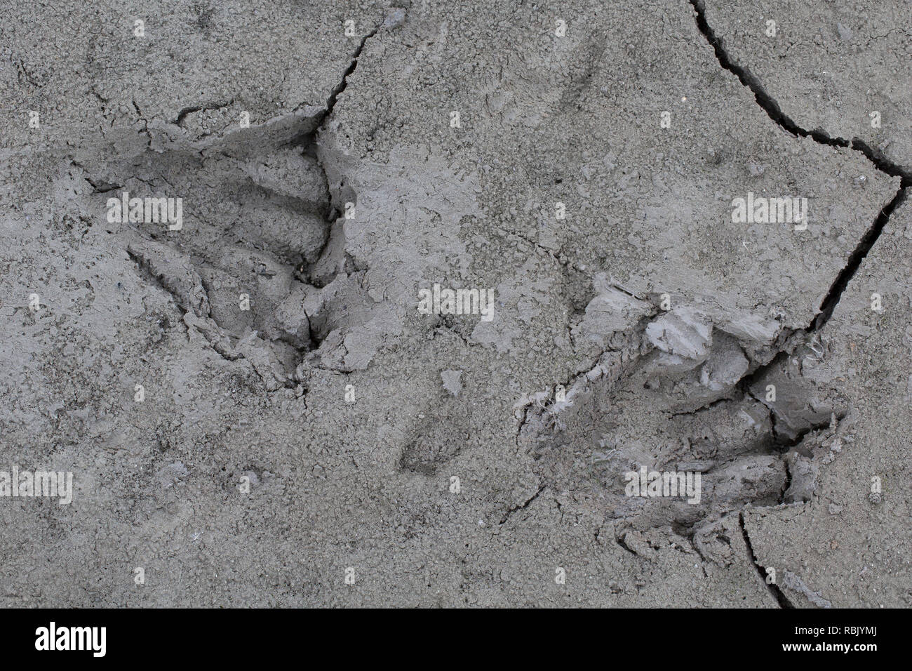 Eurasischen Biber/Europäischer Biber (Castor Fiber) in der Nähe der Spuren im Schlamm des Sees Bank/Ufer Stockfoto