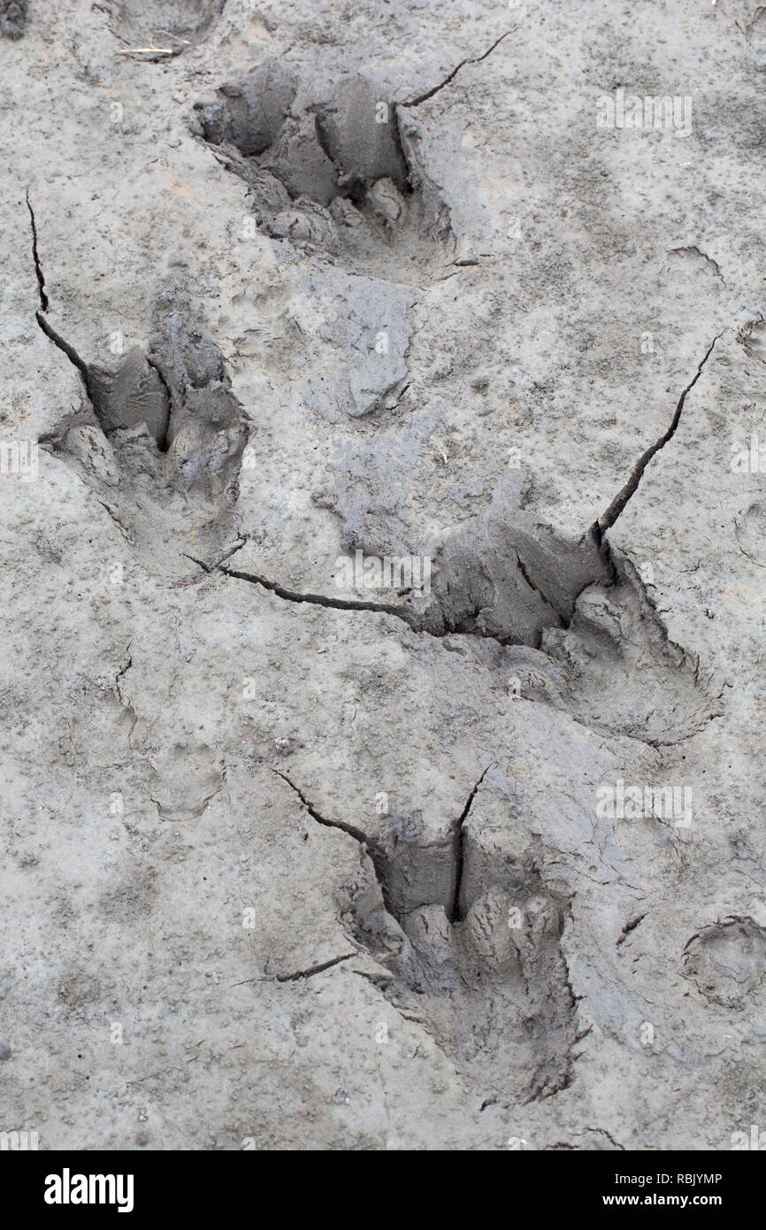 Eurasischen Biber/Europäischer Biber (Castor Fiber) in der Nähe der Spuren im Schlamm des Sees Bank/Ufer Stockfoto