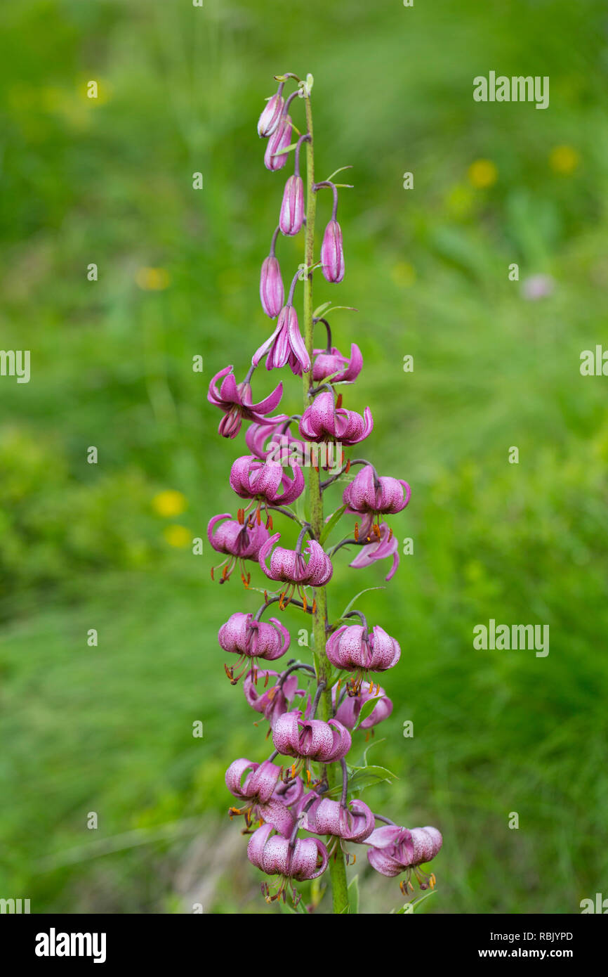 Martagon Lily/Turk cap Lilie (Lilium martagon) in Blume, Nationalpark Hohe Tauern, Kärnten, Österreich Stockfoto